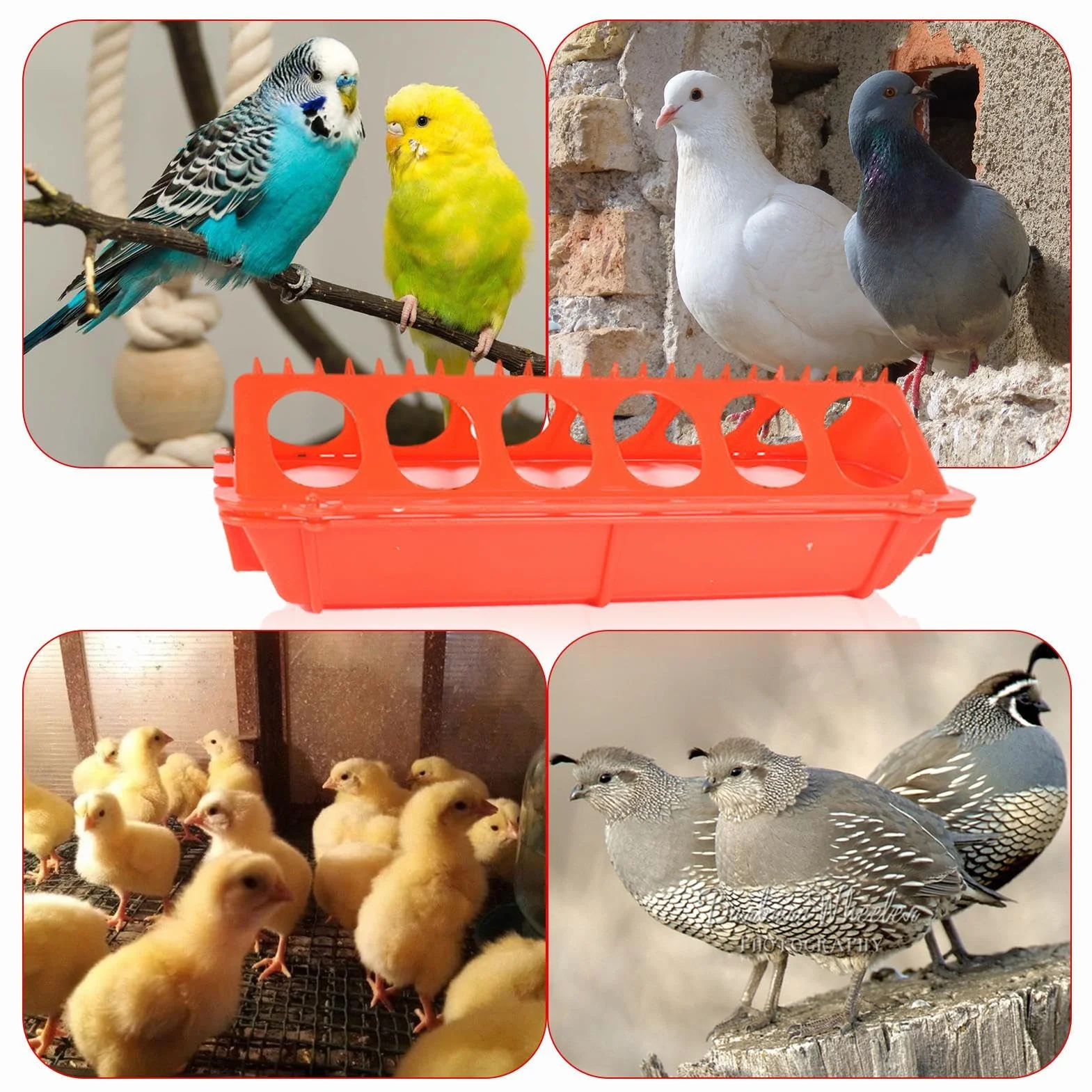 Mangeoire à volaille grande capacité pour poulet pigeon caille perroquet