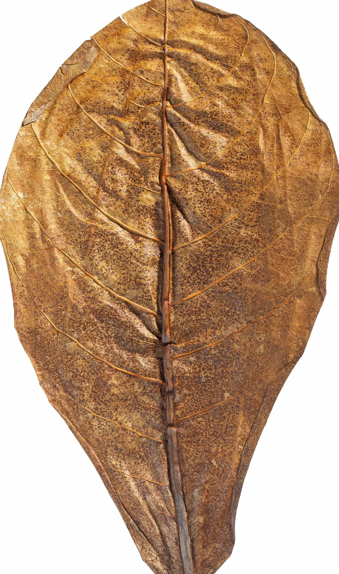 ARKA Myscape-Catappa Lot de 10 feuilles de Badamier 12,5-16 cm conditionneur d'eau naturel aquarium eau douce