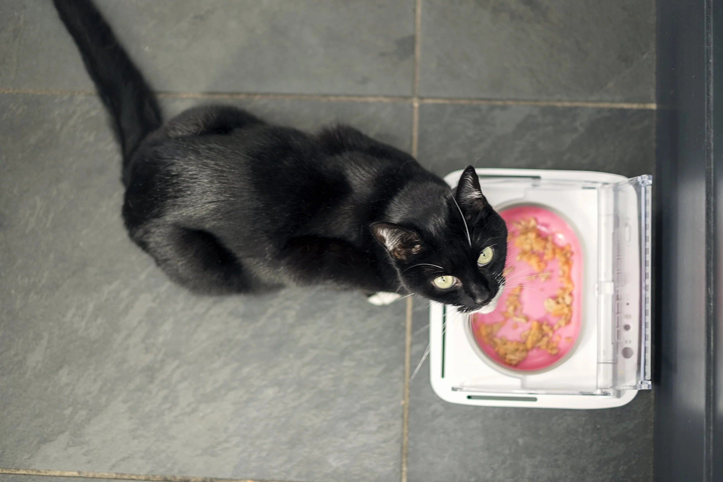 Sure PetCare SureFeed Bol hermétique pour Chats et Petits Chiens, Couvercle activé par le Mouvement, Blanc