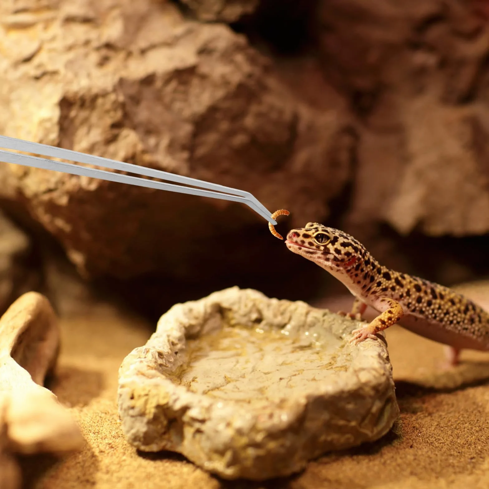 Pinces à Nourrir en Acier Inoxydable Extra Longues 48 cm pour Reptiles Terrarium