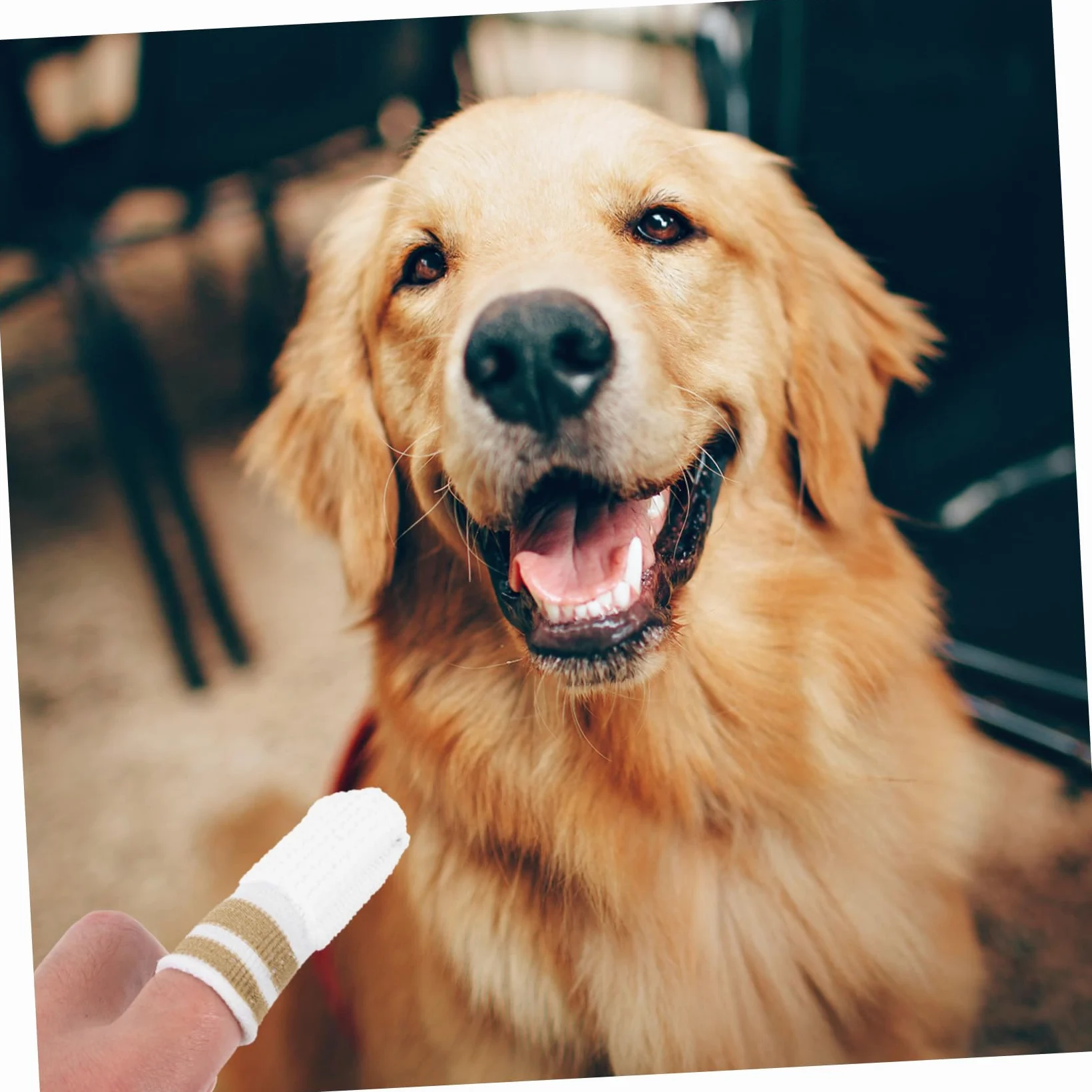 POPETPOP Lot De 5 Brosses À Dents Pour Chats Et Chiens Soins Buccaux Pour Chatons Et Petits Chiens 6 Pièces X 5