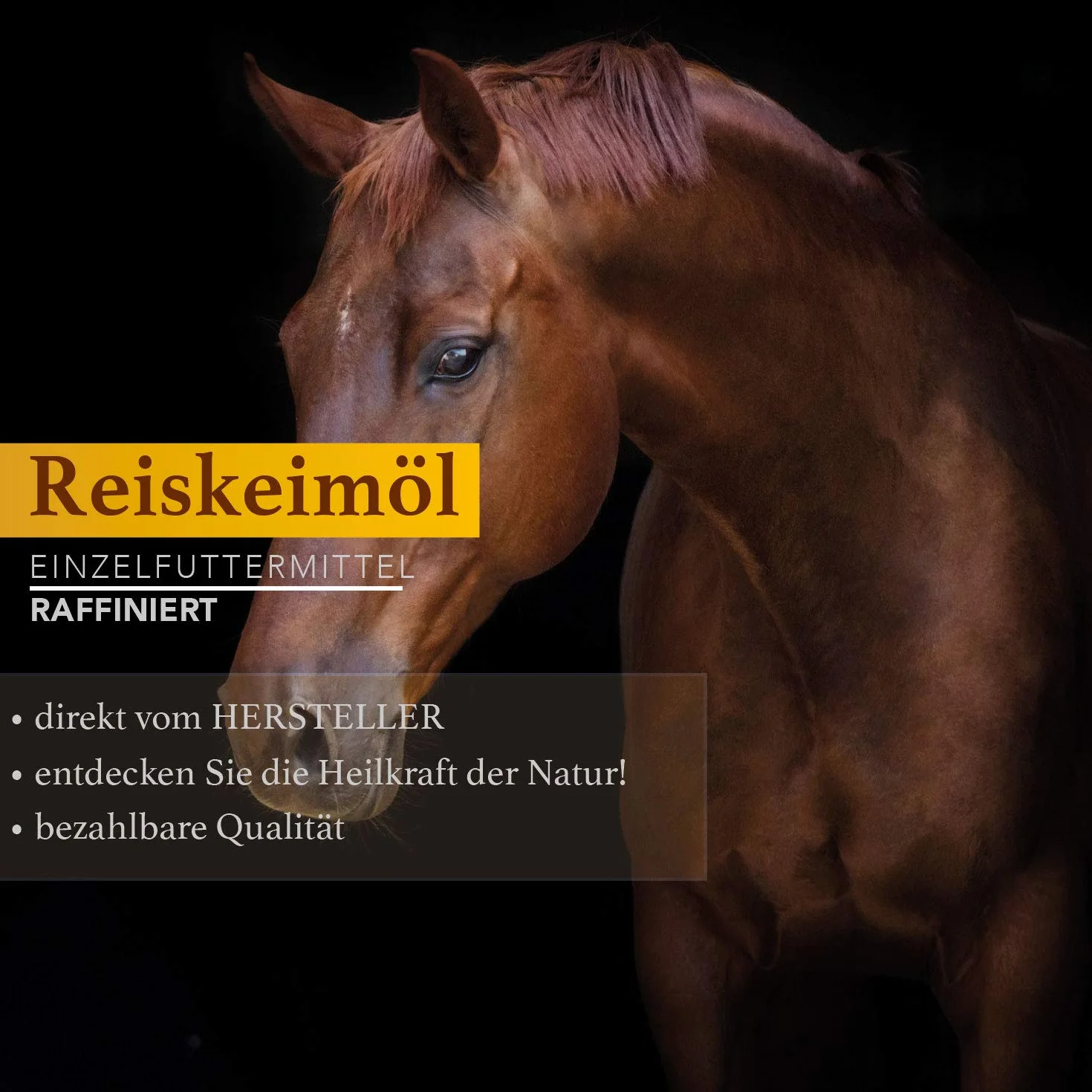 Huile de Germes de Riz Performance et Croissance Musculaire Complément Alimentaire Chevaux Chiens 1 Litre Flacon doseur