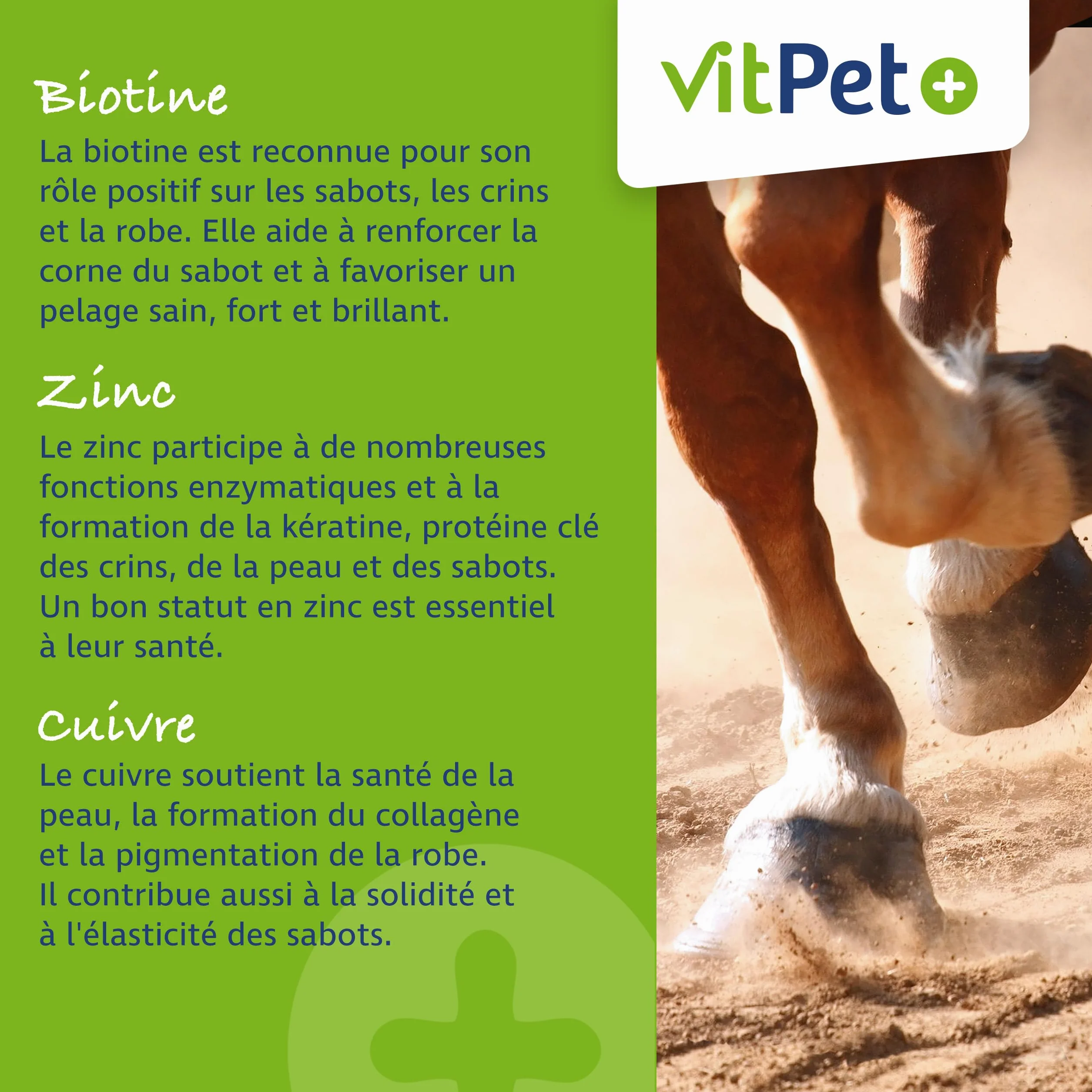 Huf Wohl Aliment minéral chevaux biotine zinc terre de diatomée levure de bière 4 kg croissance sabots