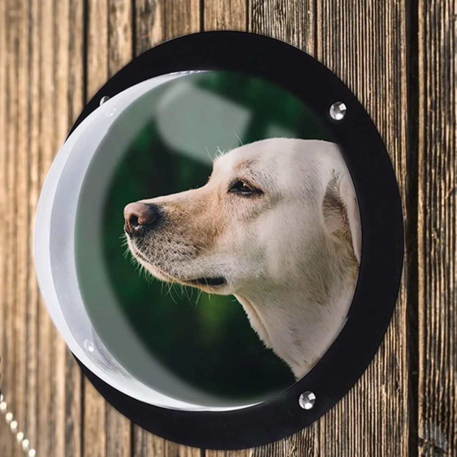 Fenêtre De Clôture Extérieure pour Chien Hublots Visibilité Bulle Judas Animaux