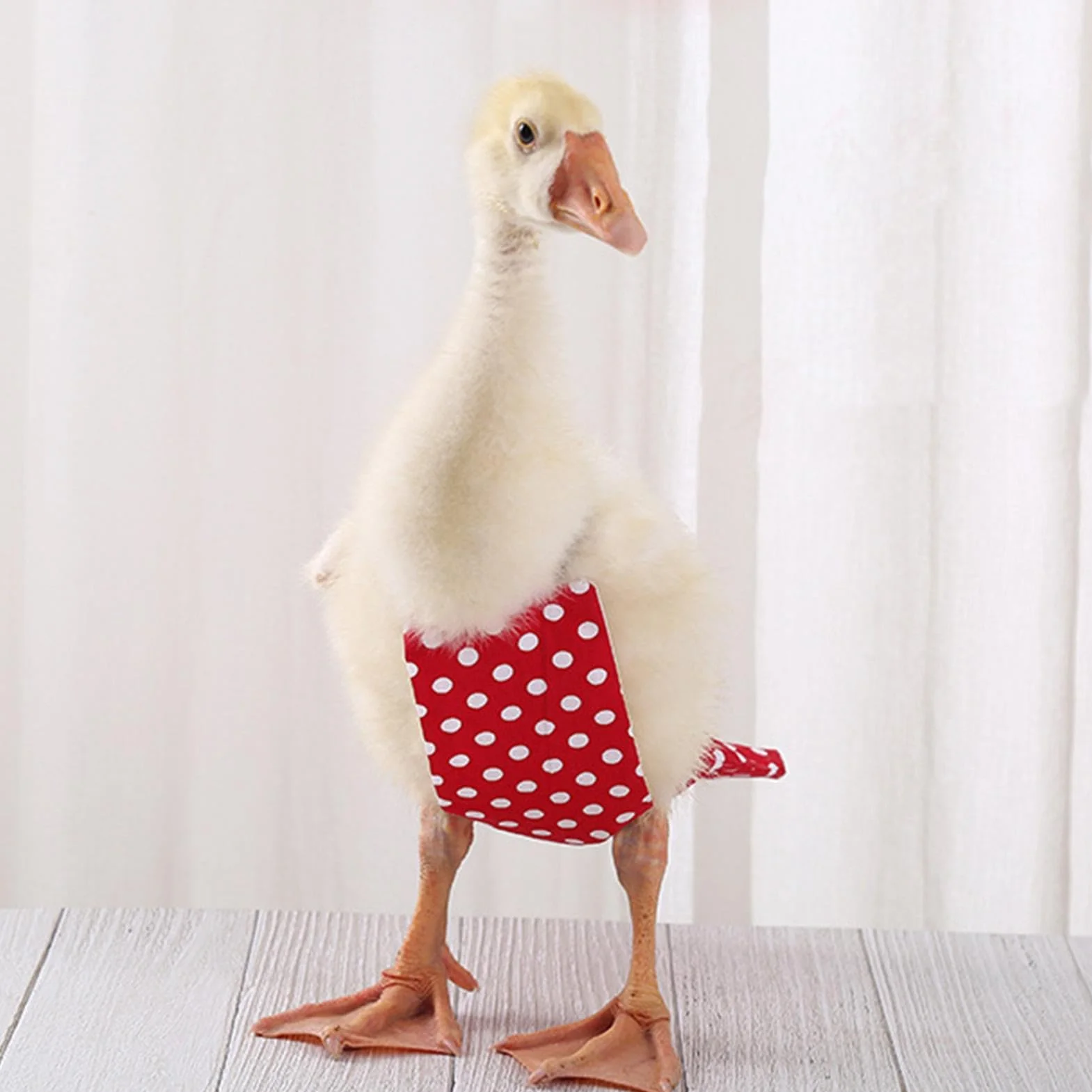Couches pour Canards et Poules - Couches Réutilisables pour Volailles avec Nœud Papillon