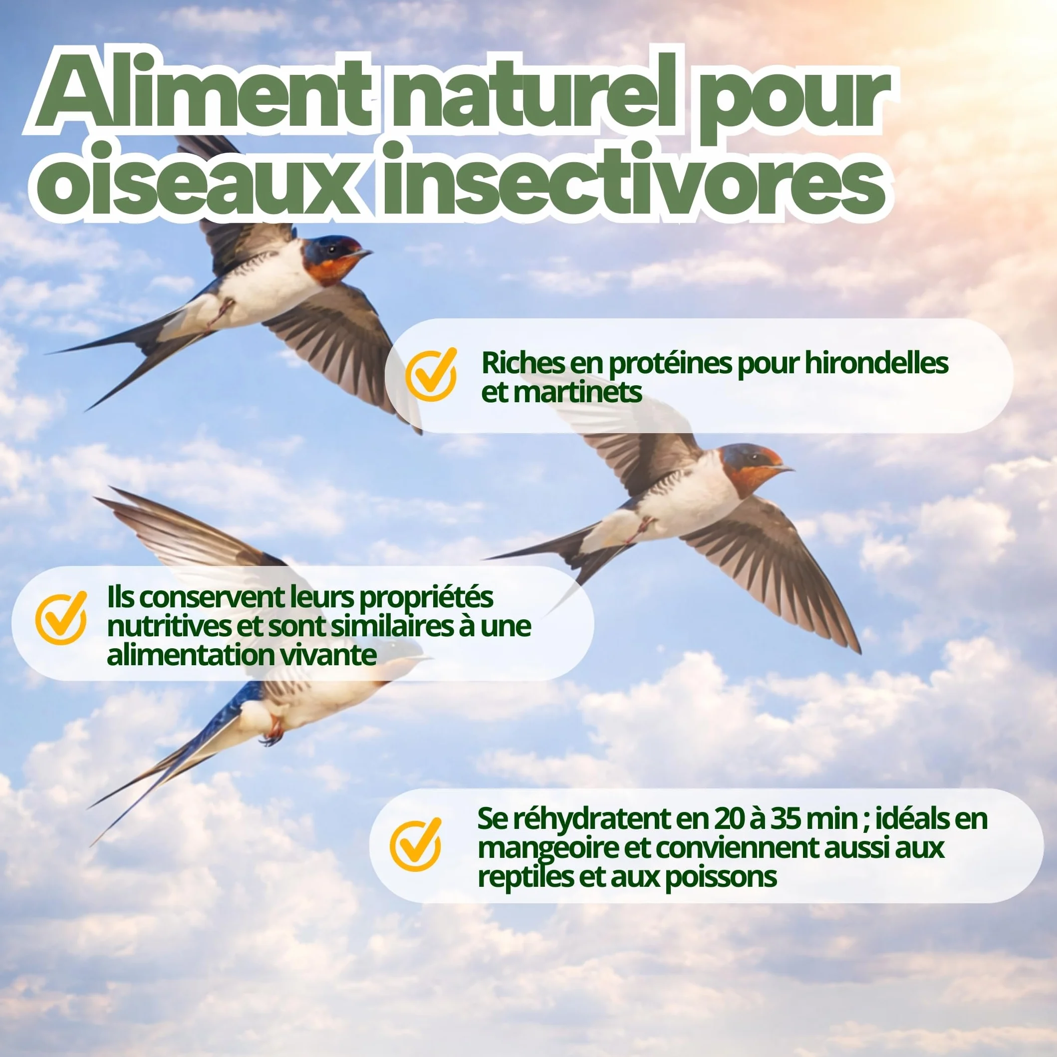 Grillons Lyophilisés 500 ML Insectes Comestibles Riches en Protéines Nourriture Oiseaux