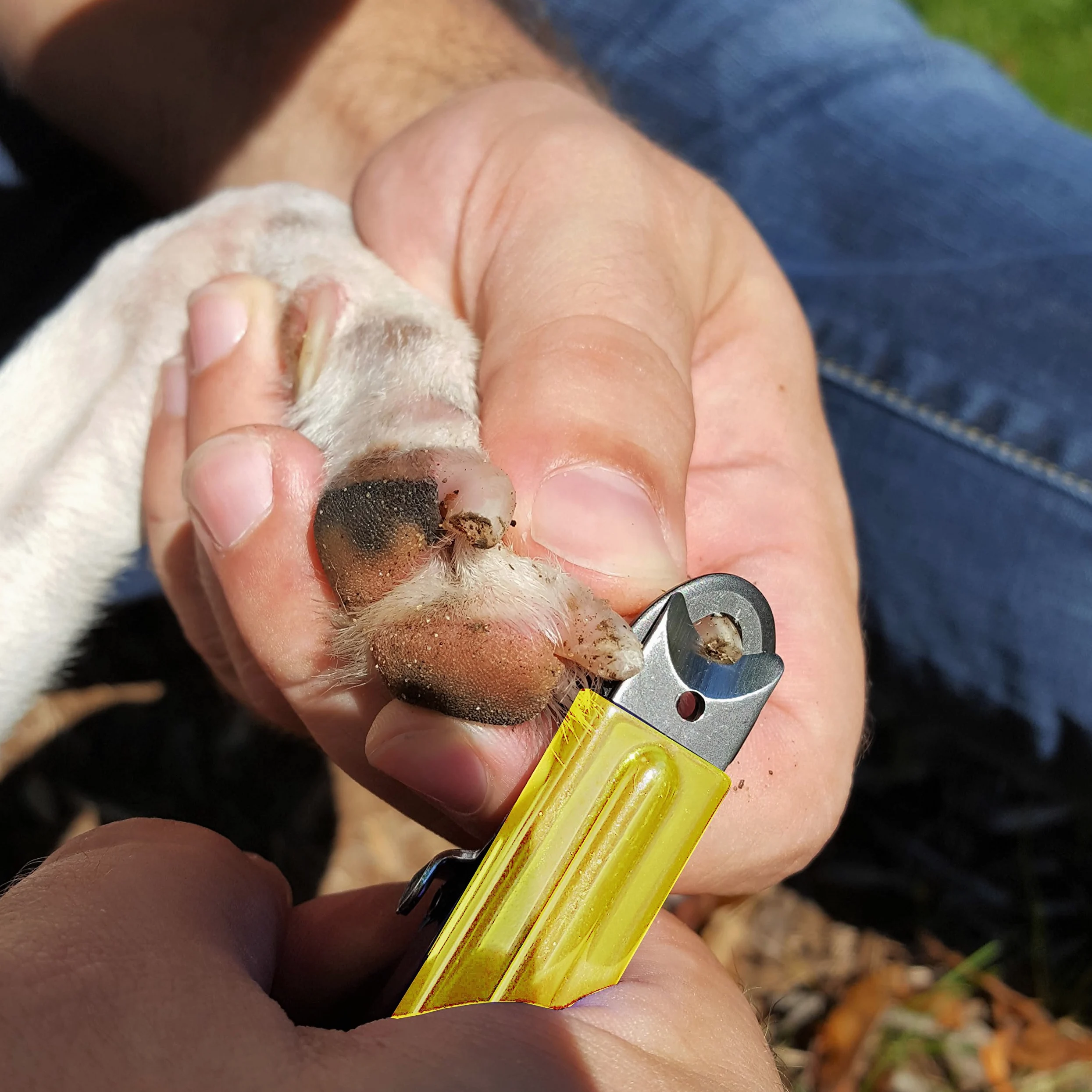 Resco Original Deluxe Chien et Chat à Ongles/Pince à Griffes