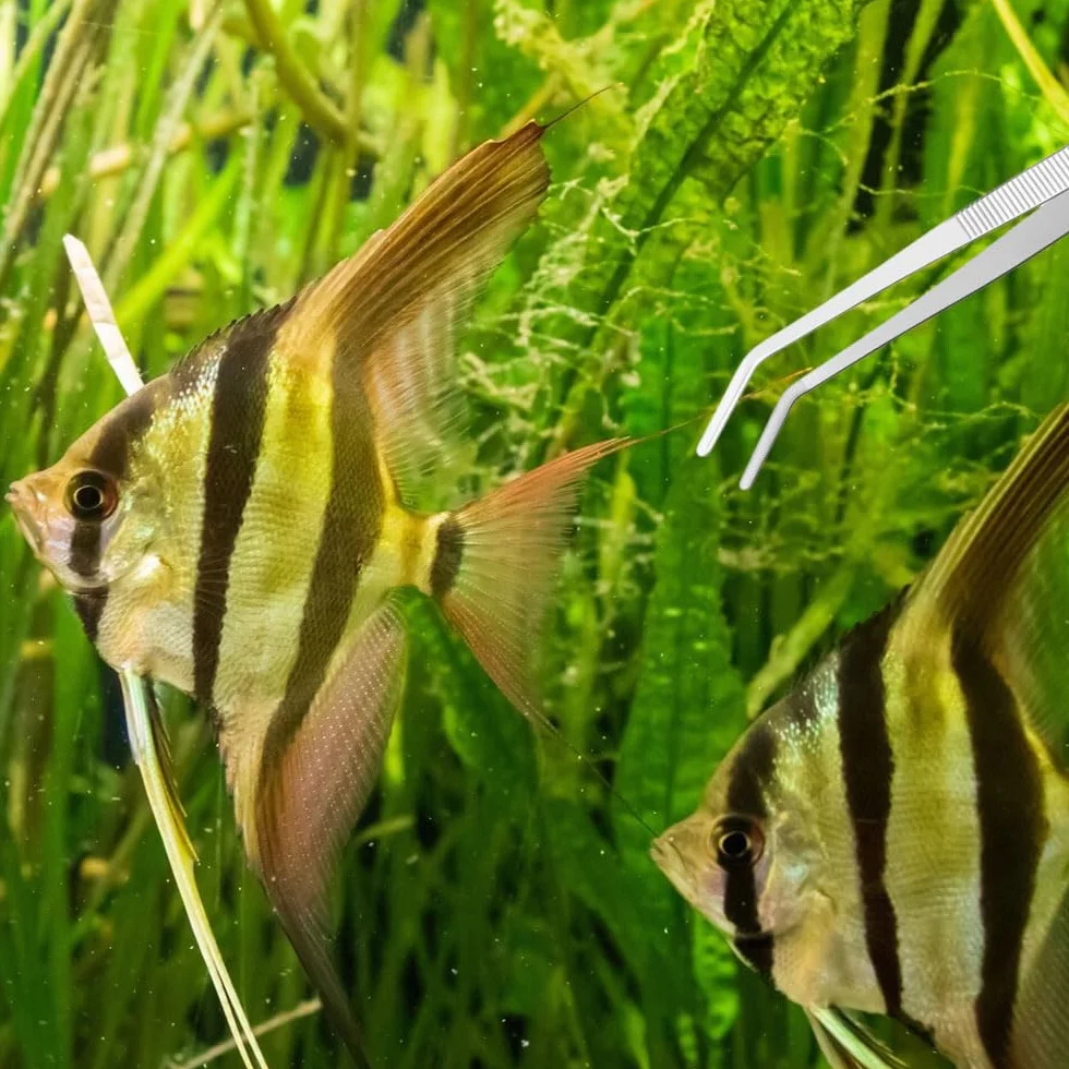 Pinces à épiler longues pour aquarium lot de 2 terrarium eau douce eau de mer