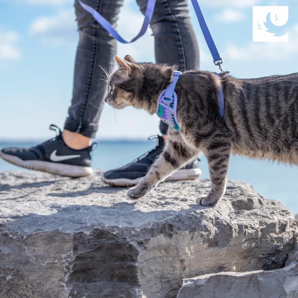 RC Pet Products Harnais Adventure Kitty Collection Primary