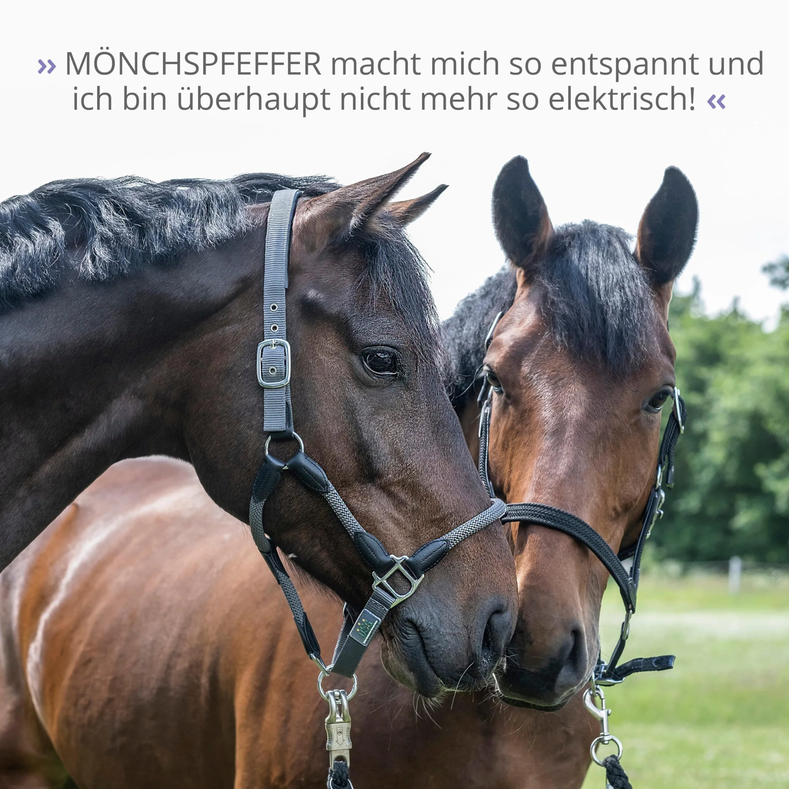 STRÖH Poivre moine pour chevaux 1 l flacon doseur équilibre hormonal juments étalons