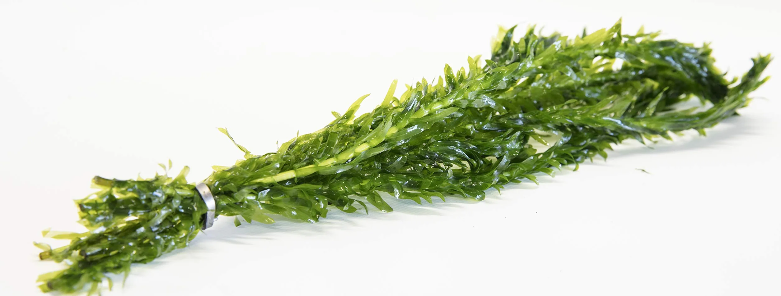 Lot de 10 tiges Élodée dense plante oxygénante pour bassin aquarium