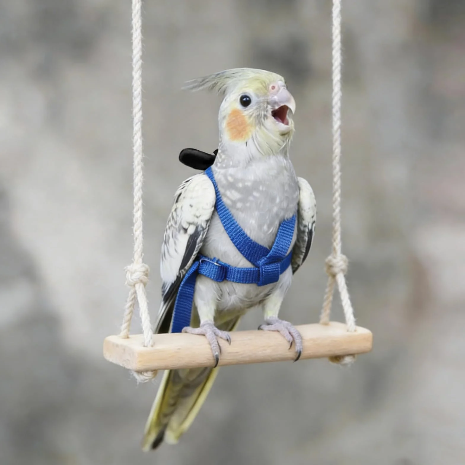 Harnais réglable pour Perroquet Laisse Anti-Morsure Sangle élastique Oiseaux