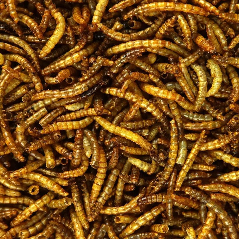 Vers de Farine séchés GardenersDream 5L Friandises nutritives pour Oiseaux Sauvages