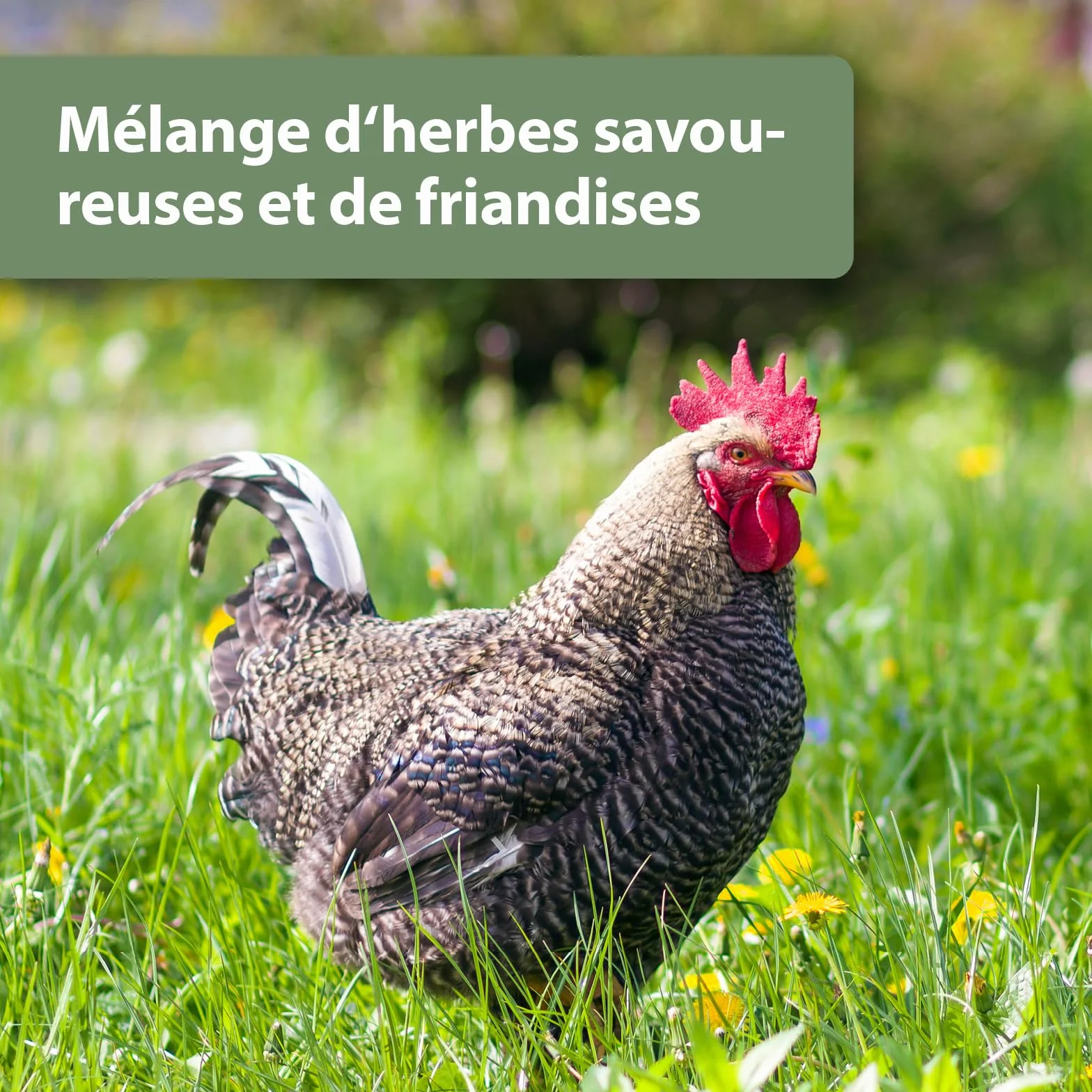 Quiko Fitness Rouleau à Pic aux Herbes 400g - Hühner Beschäftigung