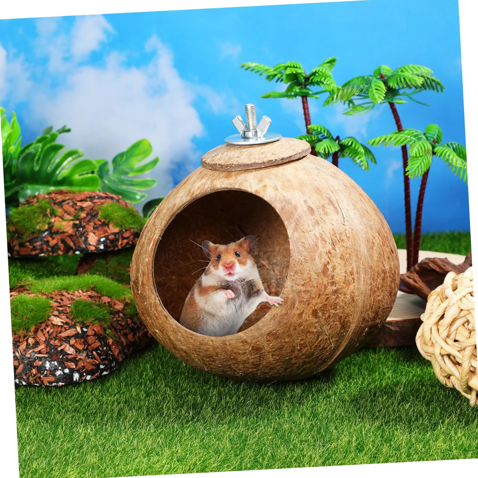 Balacoo Nid d'Oiseau en Noix de Naturelle, Cabane Suspendue pour Hamster, Perruche, Canari et Petite Souris, Abri de Repos et Jouet de Cage Écologique, Cachette pour Reproduction (15 cm)