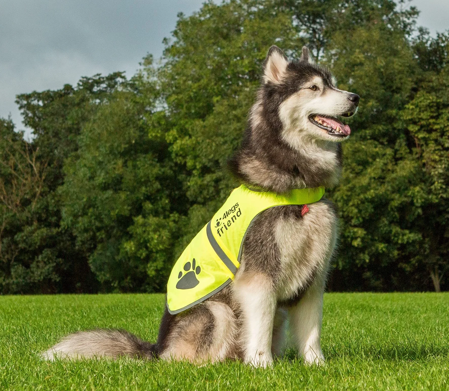 Gilet de Sécurité Réfléchissant pour Chien Haute Visibilité 5 Tailles XL
