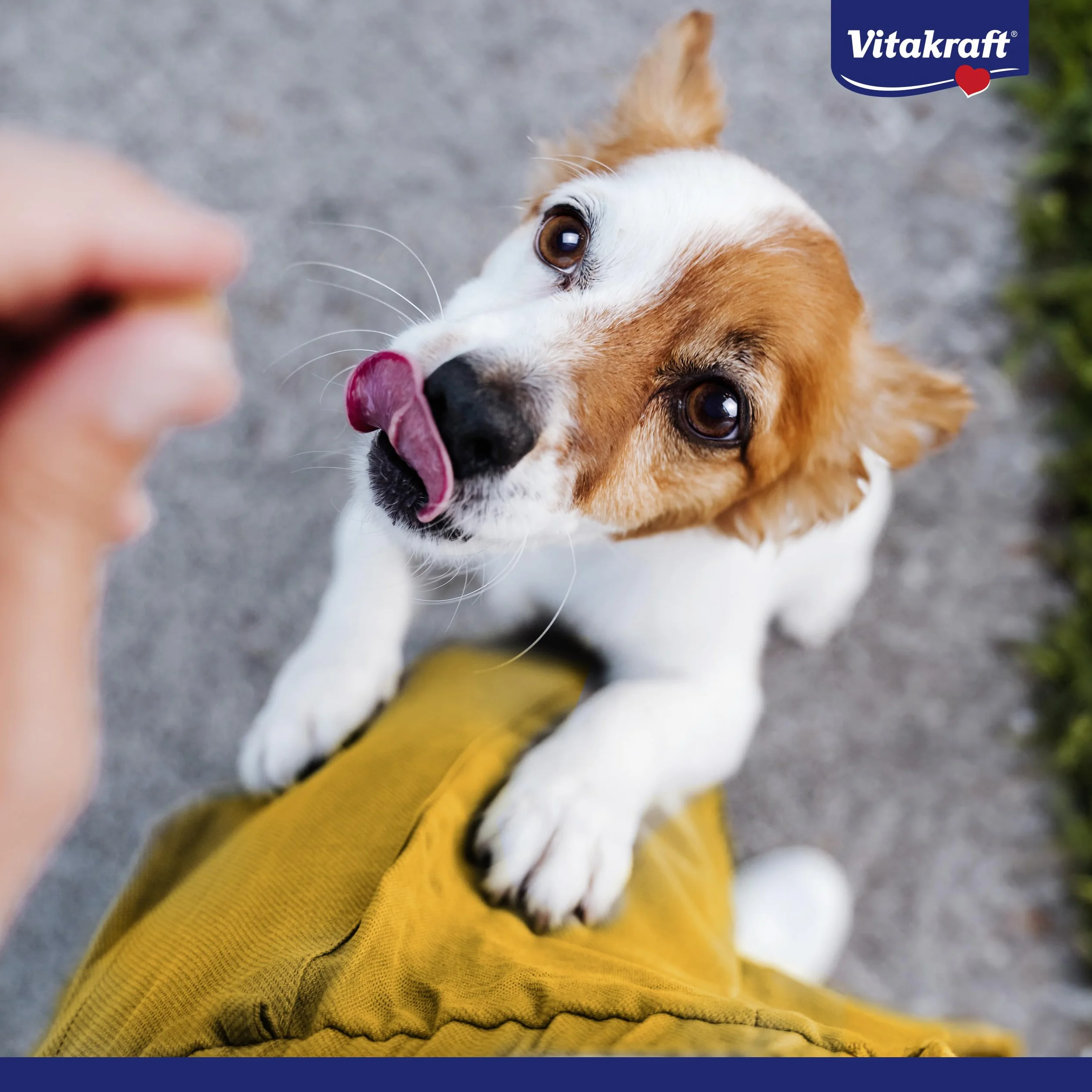 VITAKRAFT Pure Duck XXL Bonas, Friandises pour Chien, Bâtonnets À Mâcher Au Canard, sans Sucre Ni Céréales Ajoutés (200G)