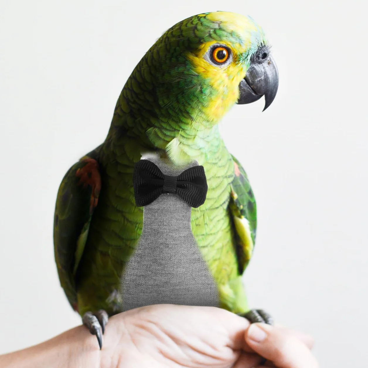 Lavable Costume pour Oiseaux Perroquets