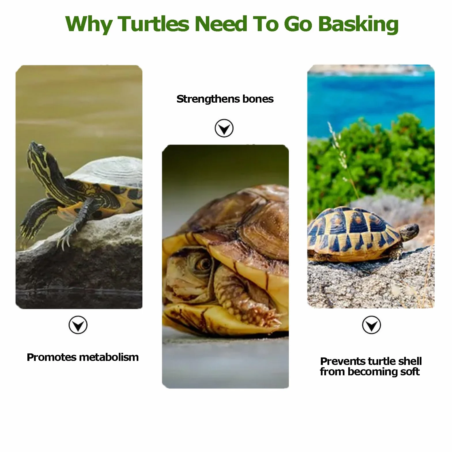SOONHUA Tortue Aquarium Simulé Pelouse Plateforme Échelle pour Tortues Grenouilles Tritons Salamandres