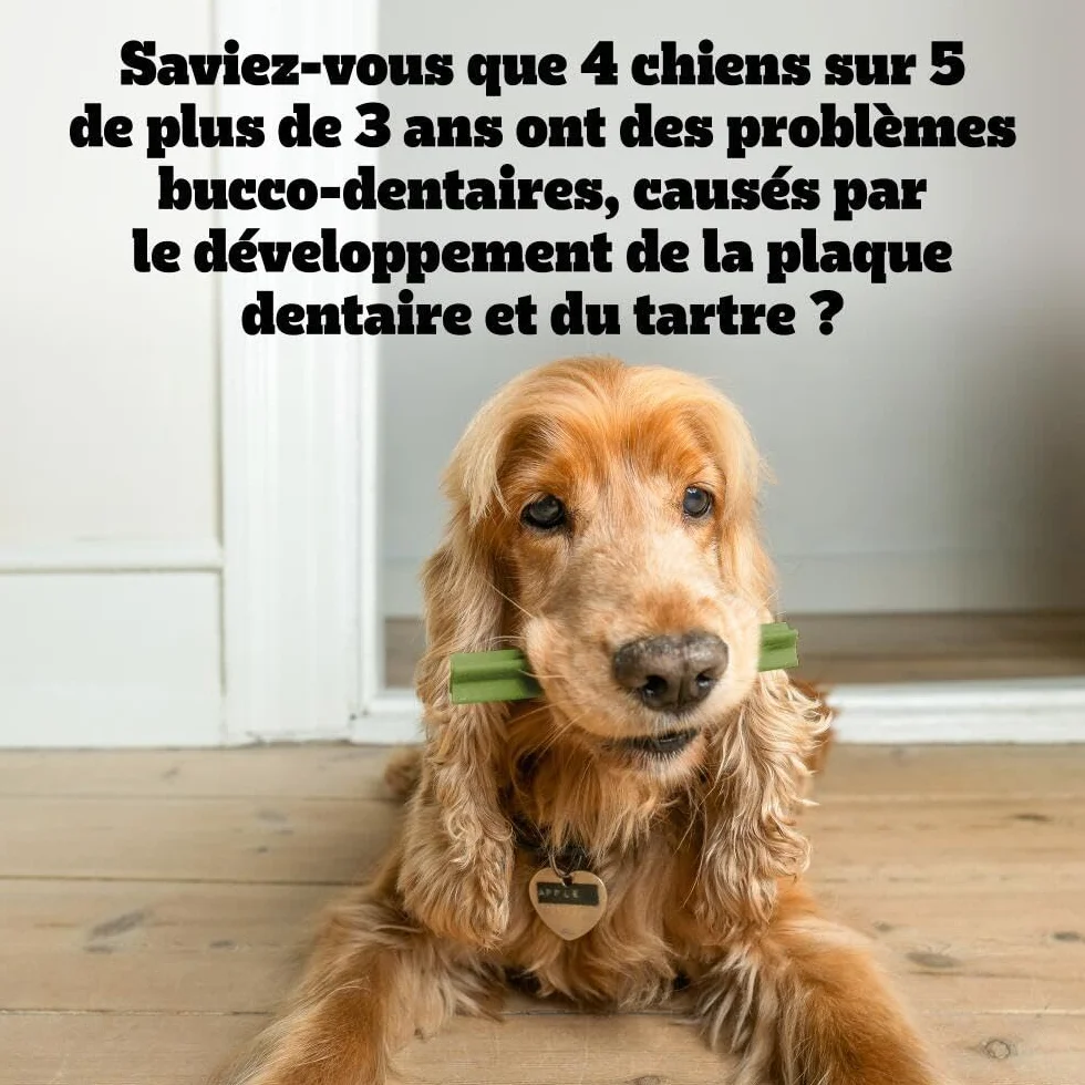 Pedigree DentaStix Daily Fresh Bâtonnets à mâcher pour Grand Chien 10 sachets de 7 Sticks