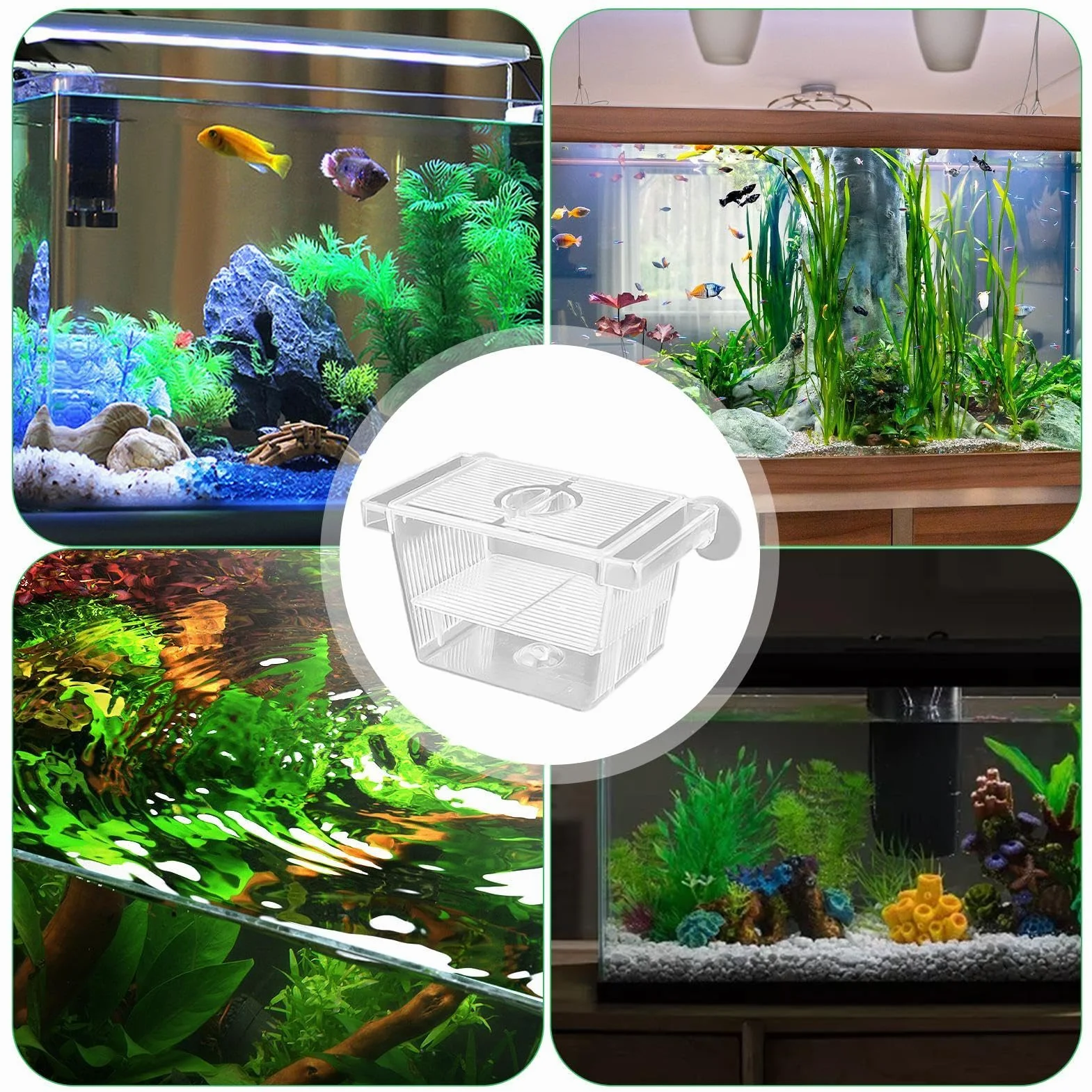 Boîte d'Élevage et d'Isolation Transparente pour Poissons - Incubateur d'Aquarium en Acrylique pour Betta, Crevettes et Guppy