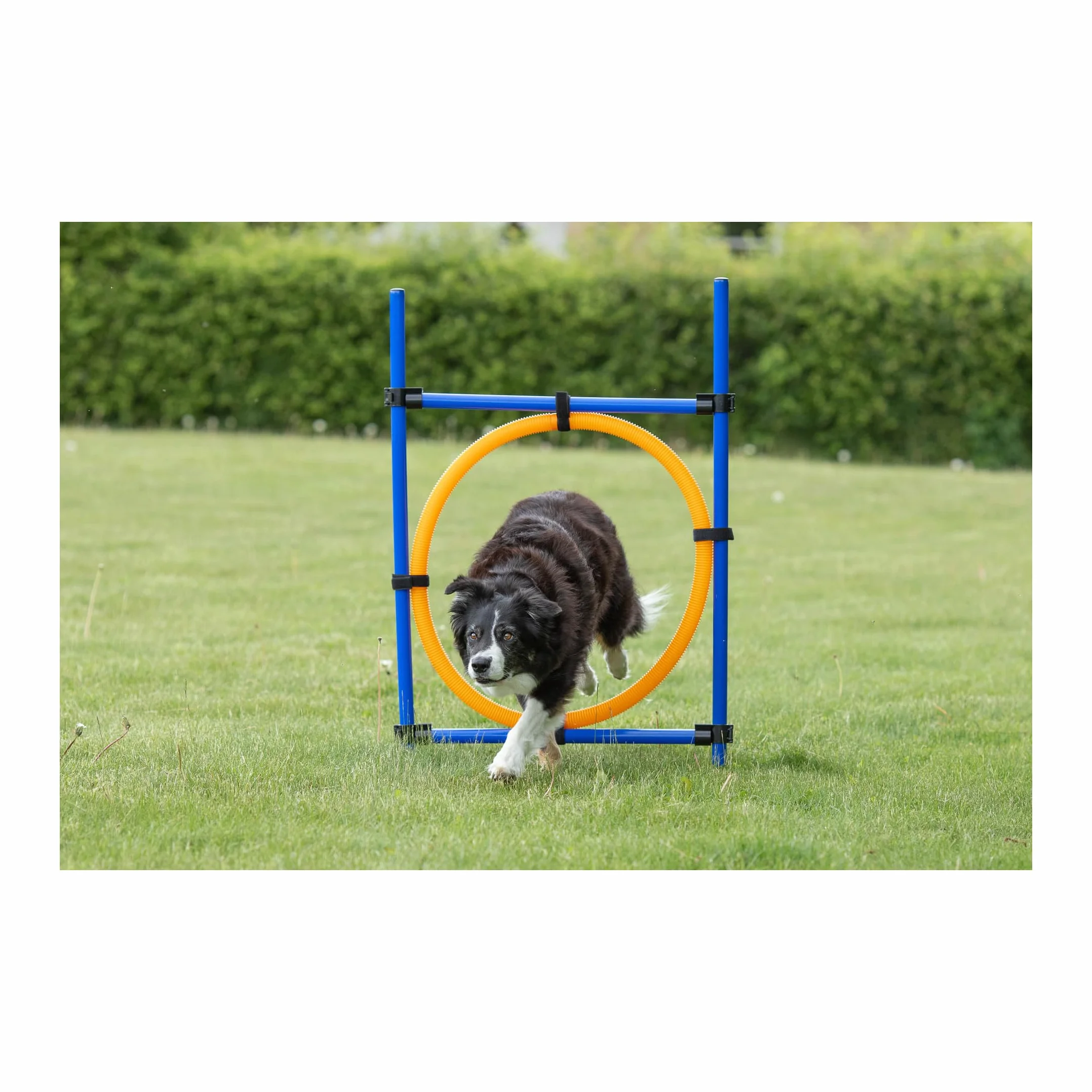 Trixie Dog Activity Anneau Agilité 115 x 3 cm / 65 cm Orange / Bleu