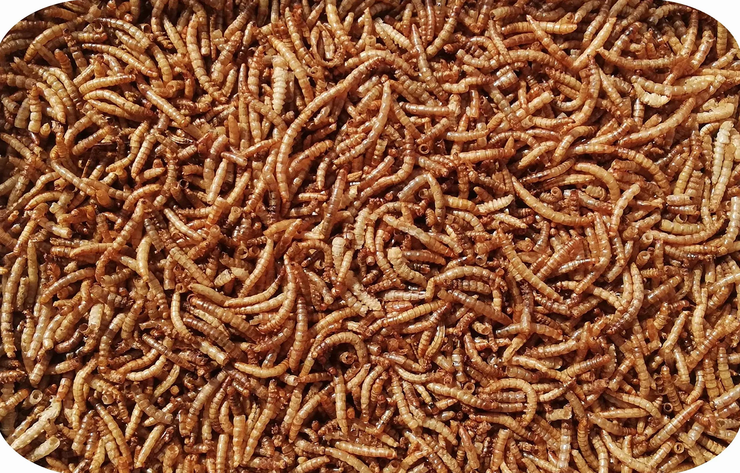 Futterhof vers de Farine Séchés Seau 10 L (1,65 kg) Premium Qualité