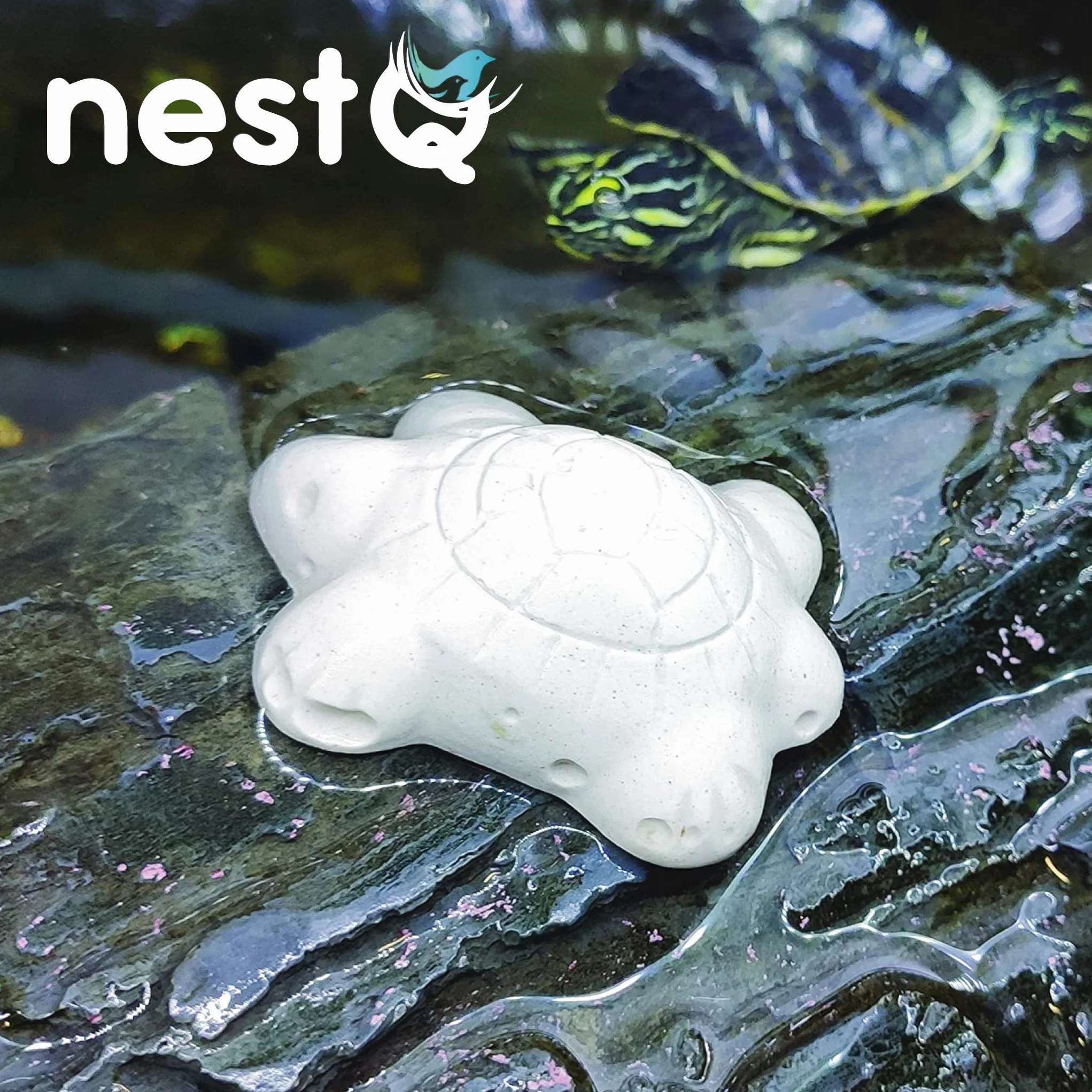 Blocs De Calcium pour Tortues Lot de 10 Purifie L'Eau Neutralise Les Odeurs Renforce La Carapace avec Vitamine B1 5cm