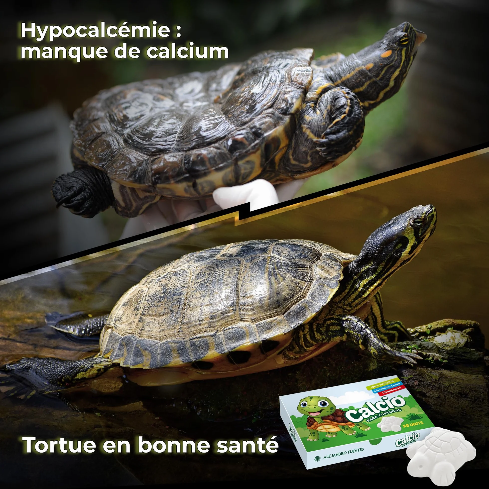 AF Os de Seiche Tortue Alternatif, Pack 8 Pièces Calcium Tortue Terrestre et Aquatique, Bloc Minéral Libération Lente