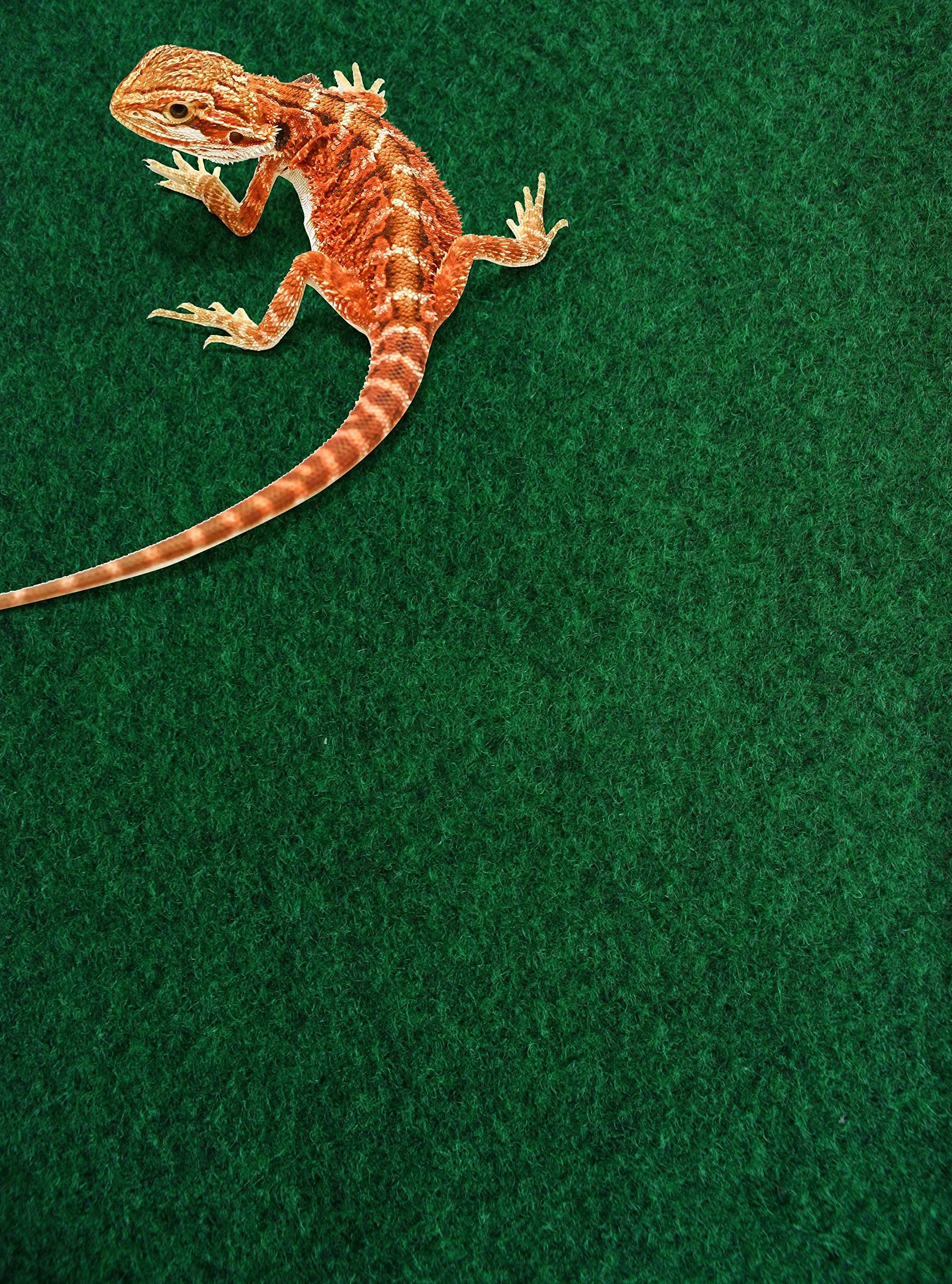 Komodo Reptile Tapis