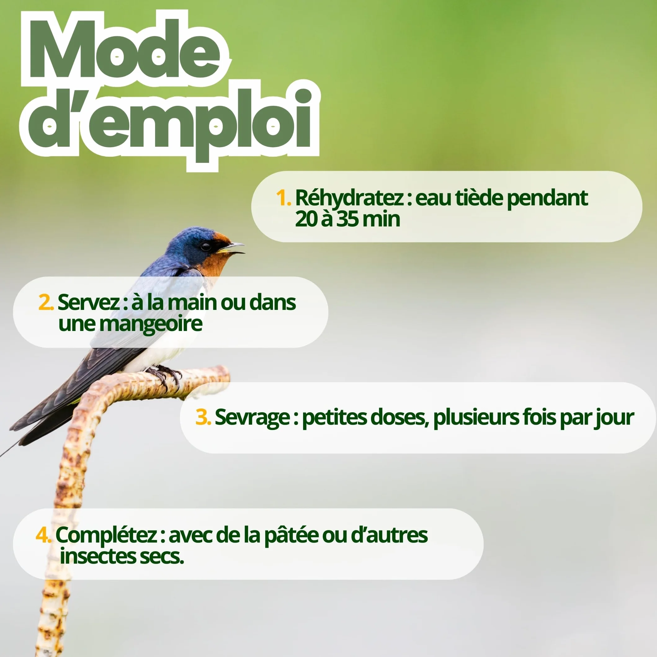 Grillons Lyophilisés 500 ML Insectes Comestibles Riches en Protéines Nourriture Oiseaux