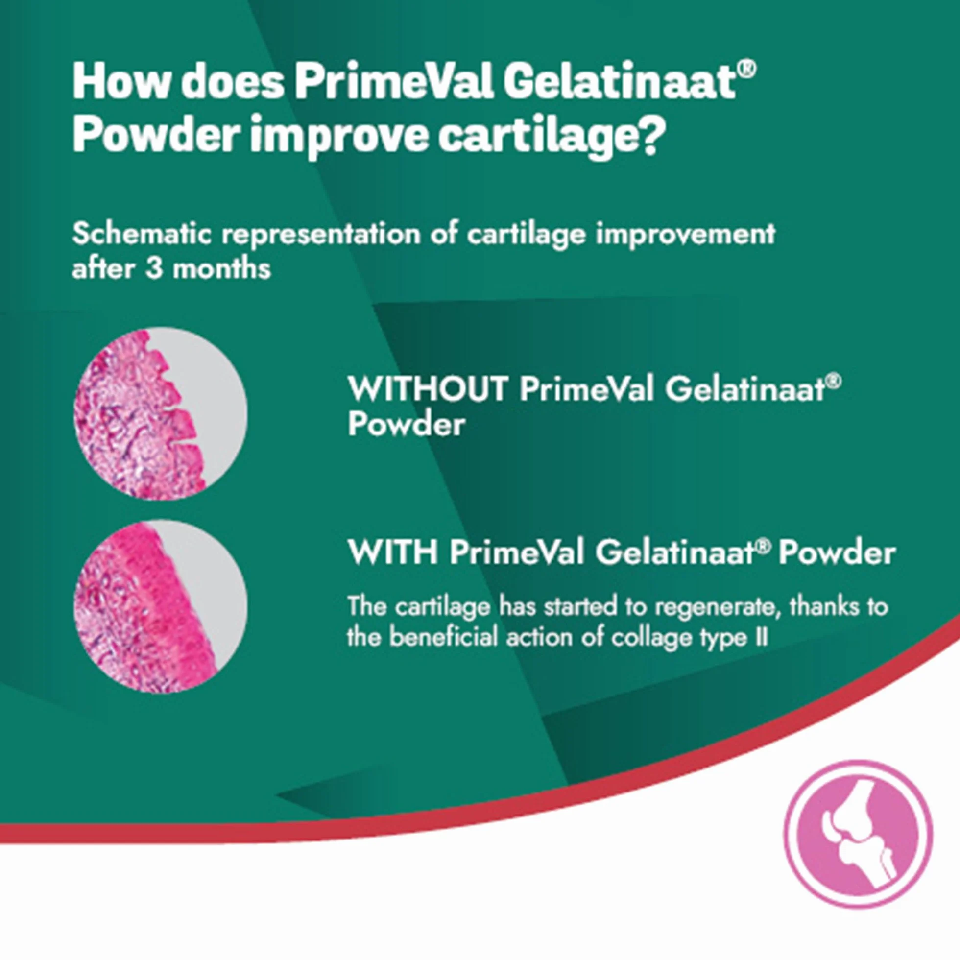 PRIMEVAL Gelatinaat en Poudre 2kg – Complément articulaire cheval collagène Type I II Magnésium Calcium