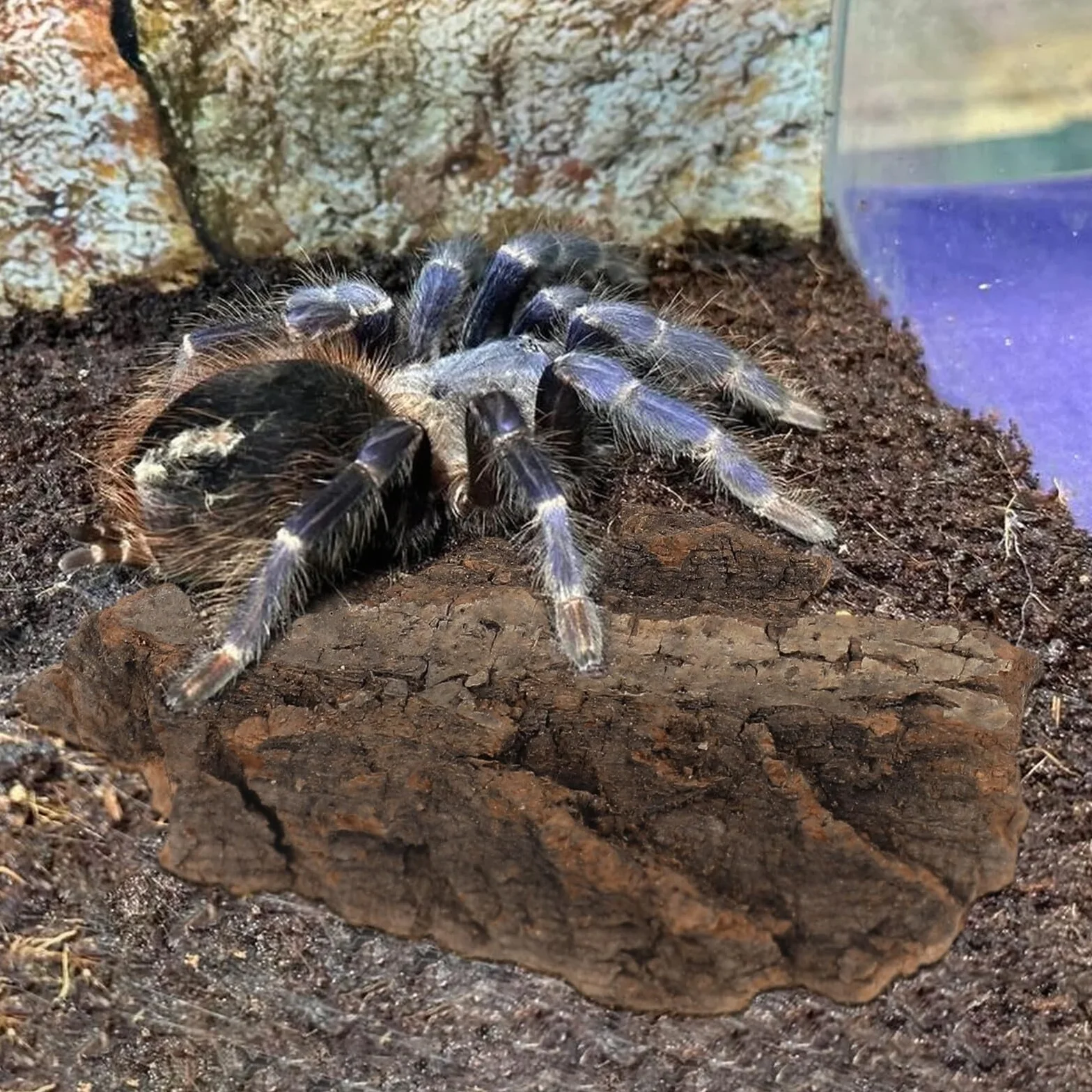 Lot de 4 plateformes d'escalade en bois naturel pour reptiles et tortues - Écorce d'arbre taille moyenne