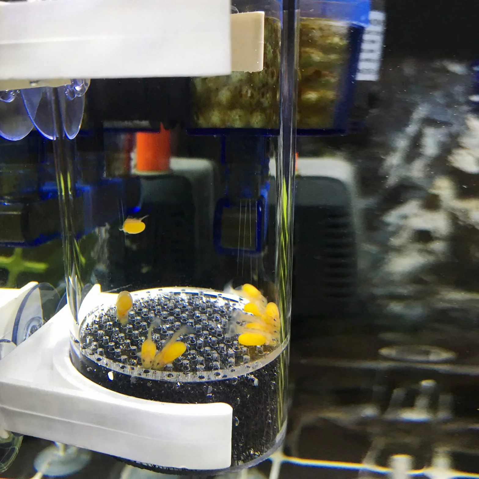 WEAVERBIRD Cichliden Incubateur pour aquarium 40 mm