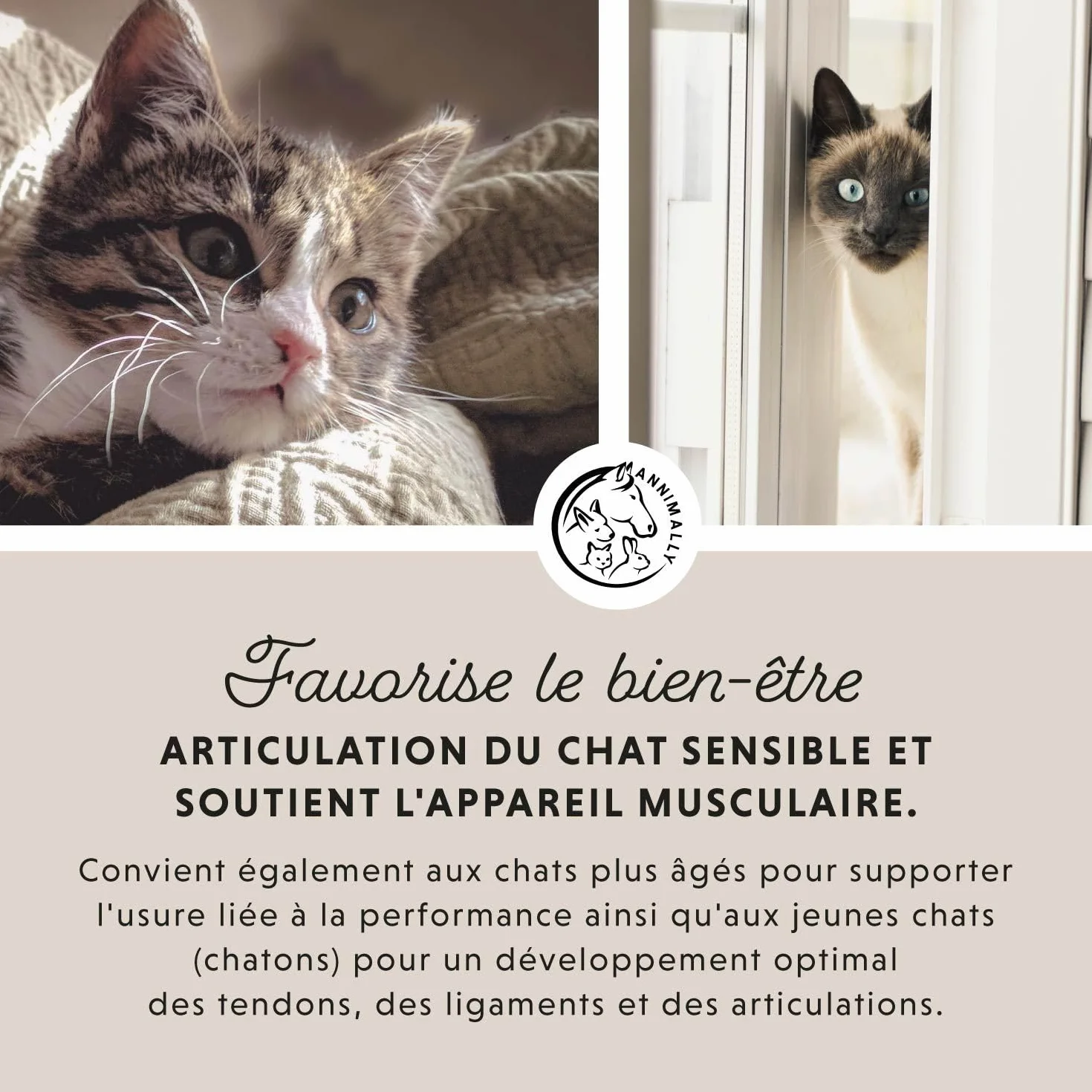 Annimally Poudre pour les Articulations pour Chats 120g – Complément Articulaire avec Moule Verte, MSM, Griffe du Diable, Taurine, Glucosamine