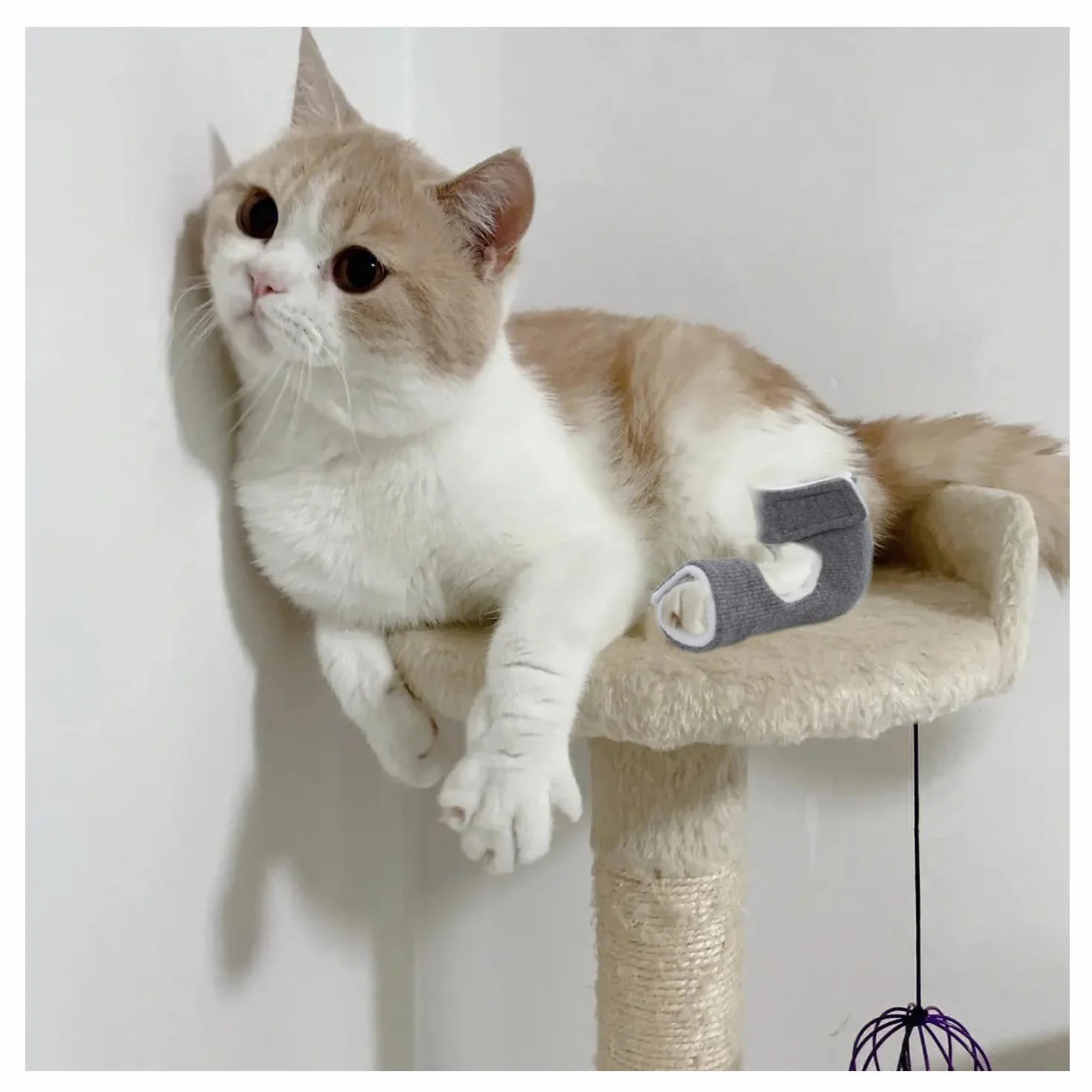 Tinkare 1 Paire Chaussettes Protection Cheville Chat Récupération Douleur Plaies