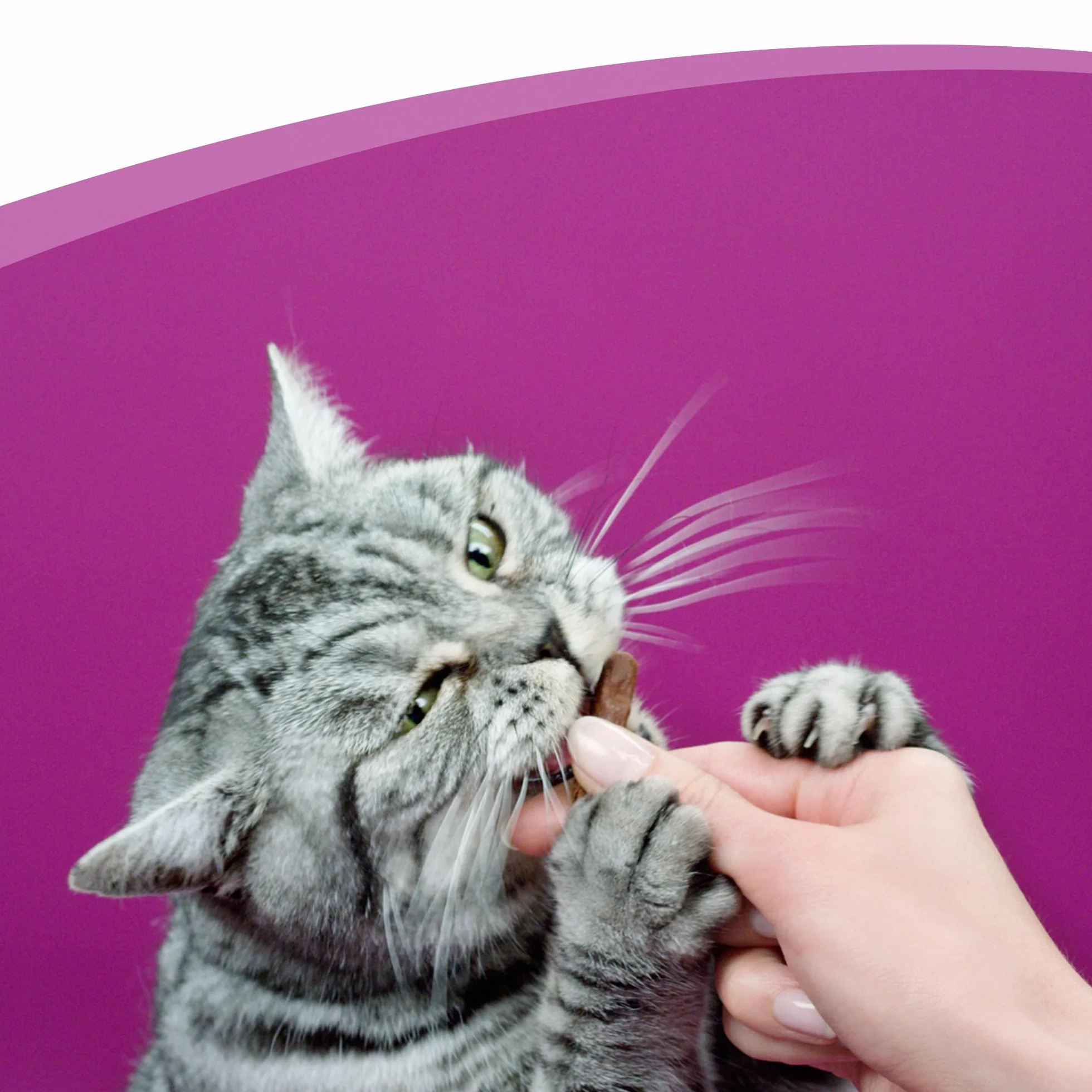 Whiskas Sticks Friandises chat adulte 90% poissons 28 sachets 3 bâtonnets