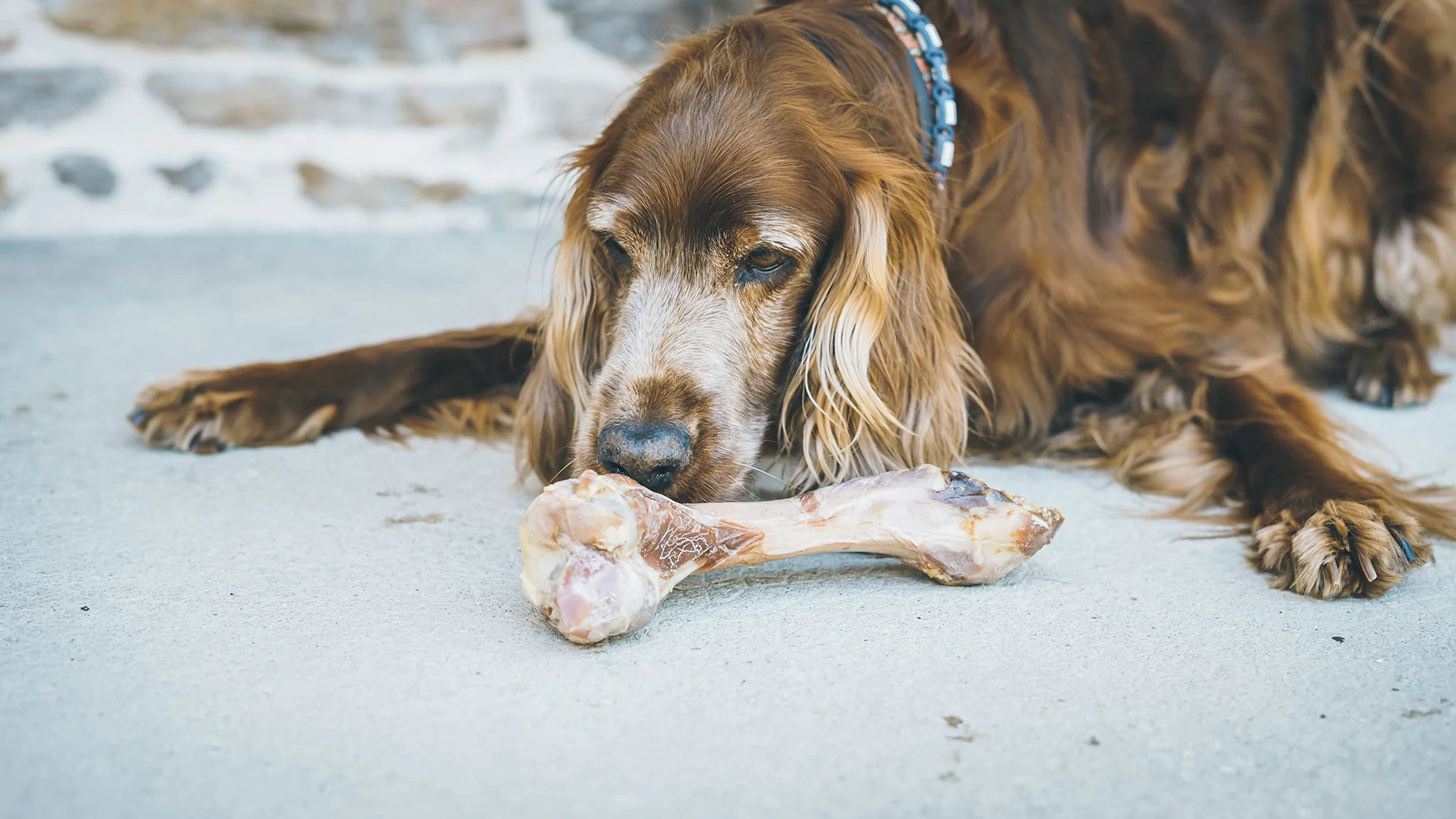 Aimé Os à Mâcher au Jambon pour Chien 100% Naturel Friandise Récompense