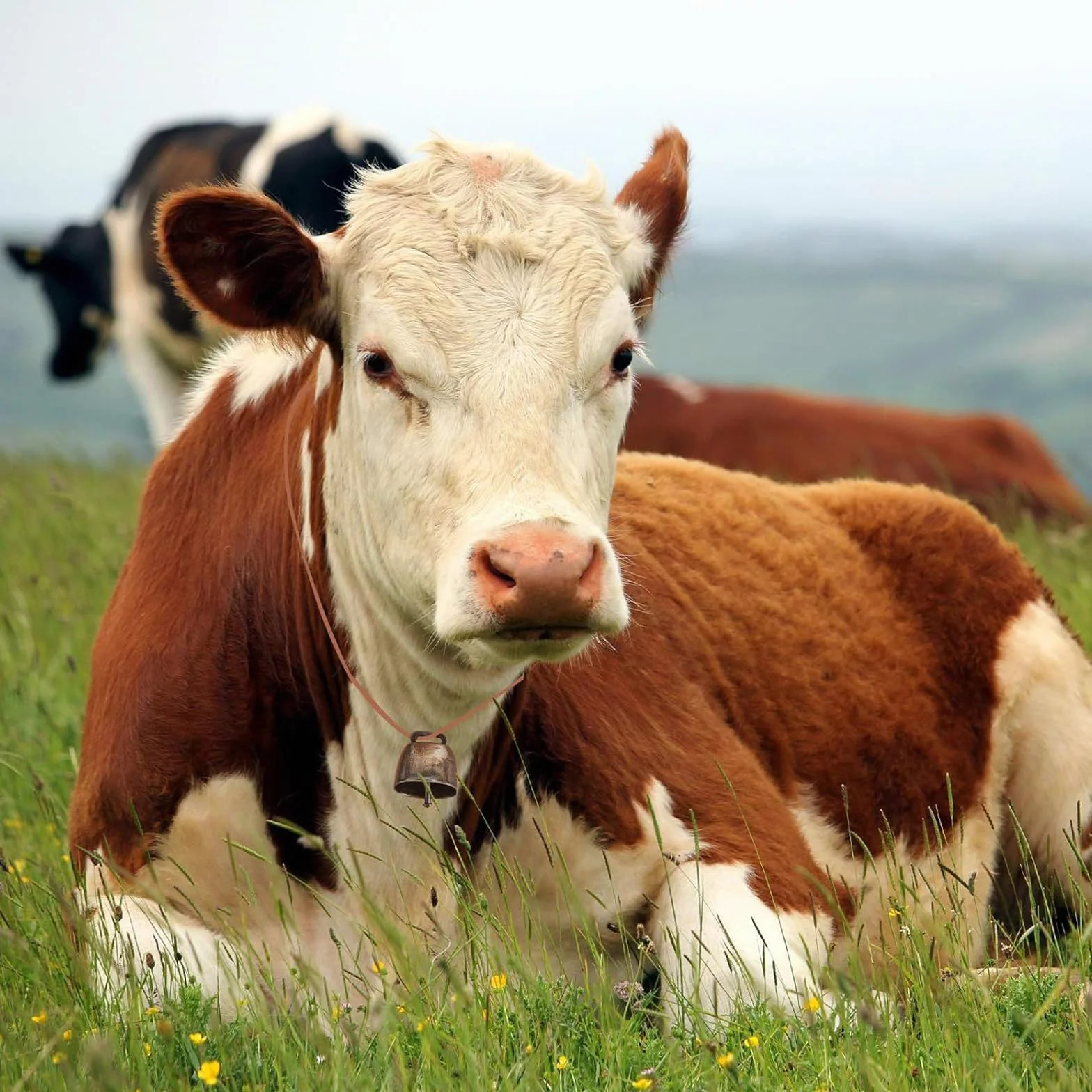 Clochette de Vache en Cuivre et Bronze avec 10 Boucles Métalliques et 20 M de Ficelle de Chanvre pour Bovins