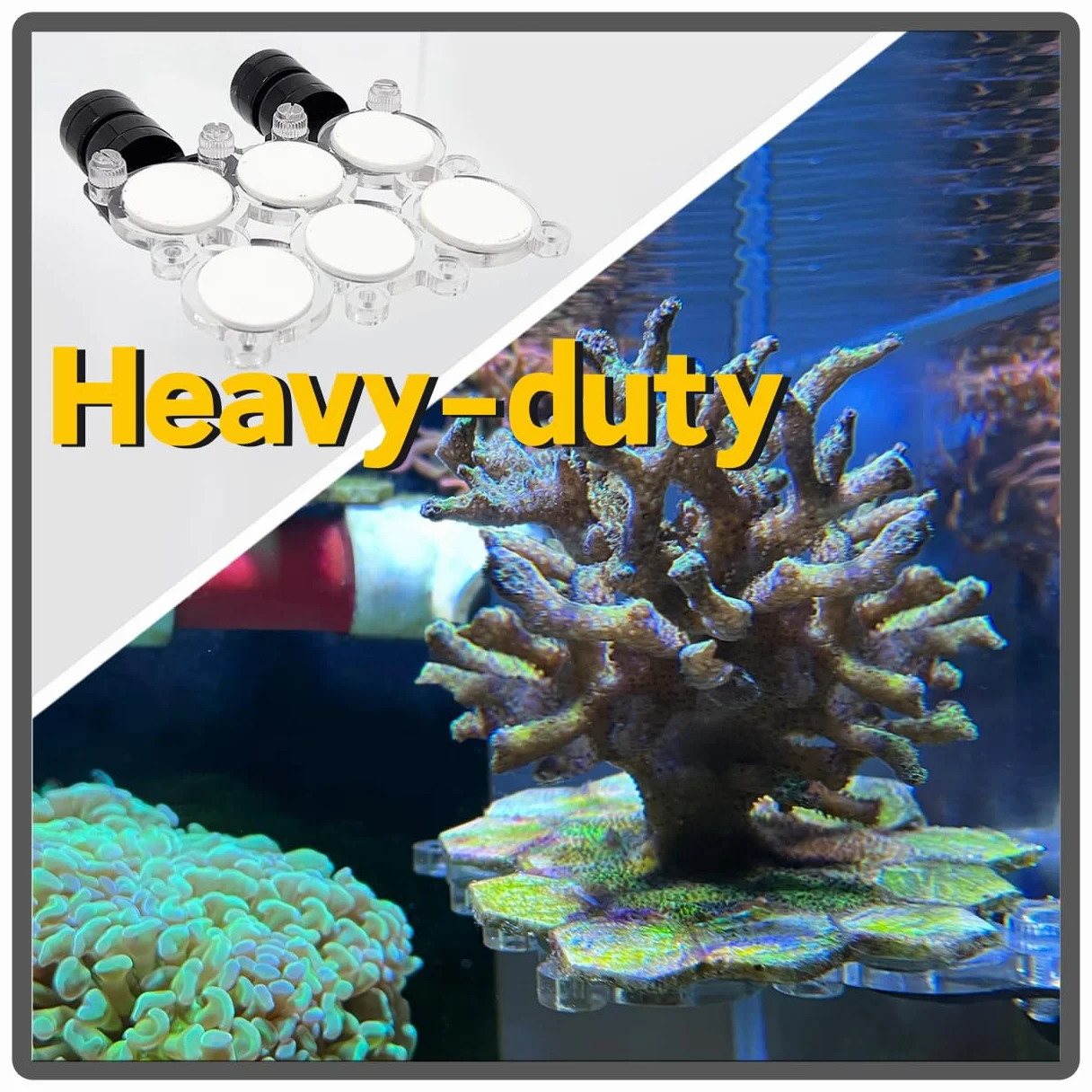 Support magnétique pour prise de corail aquarium N52 verre jusqu'à 1,5 cm
