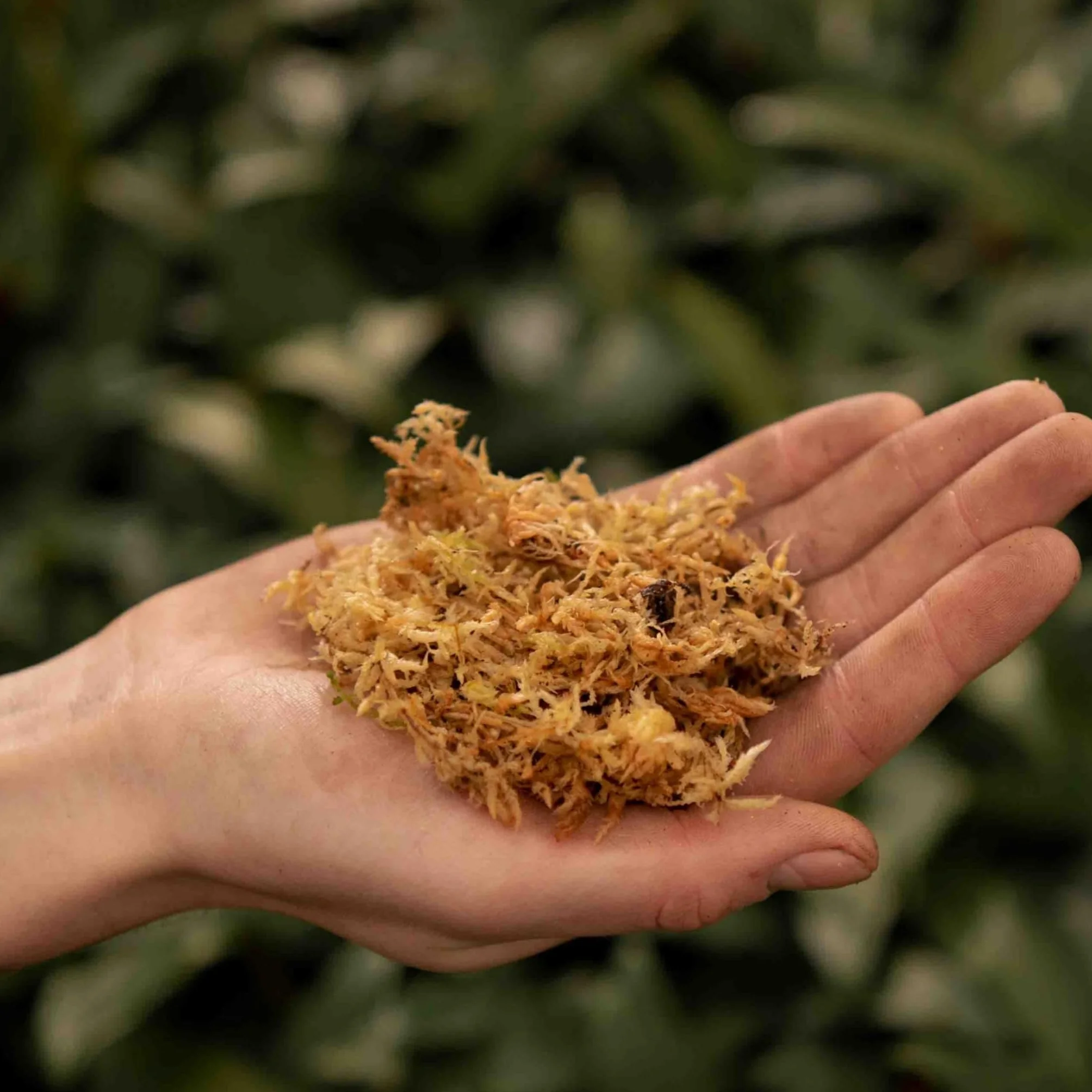 Sybotanica - Sphaigne pour Plante 5L - Sphaigne Vivante pour terreau orchidées, Plante Carnivore, terrariums & Plus - Favorise la Croissance des Racines - Idéal pour Les Amoureux de Plantes