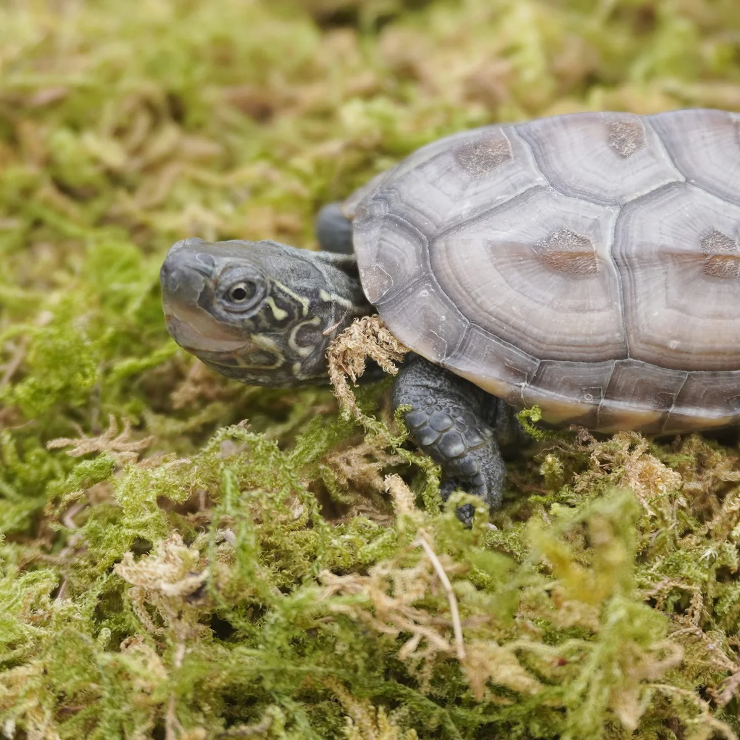 99g Substrats Mousse de Forêt pour Reptiles et Amphibiens, Accessoire idéal pour Les Terrarium de Tortues, idéal pour Conserver l'humidité et la Chaleur en Hiver