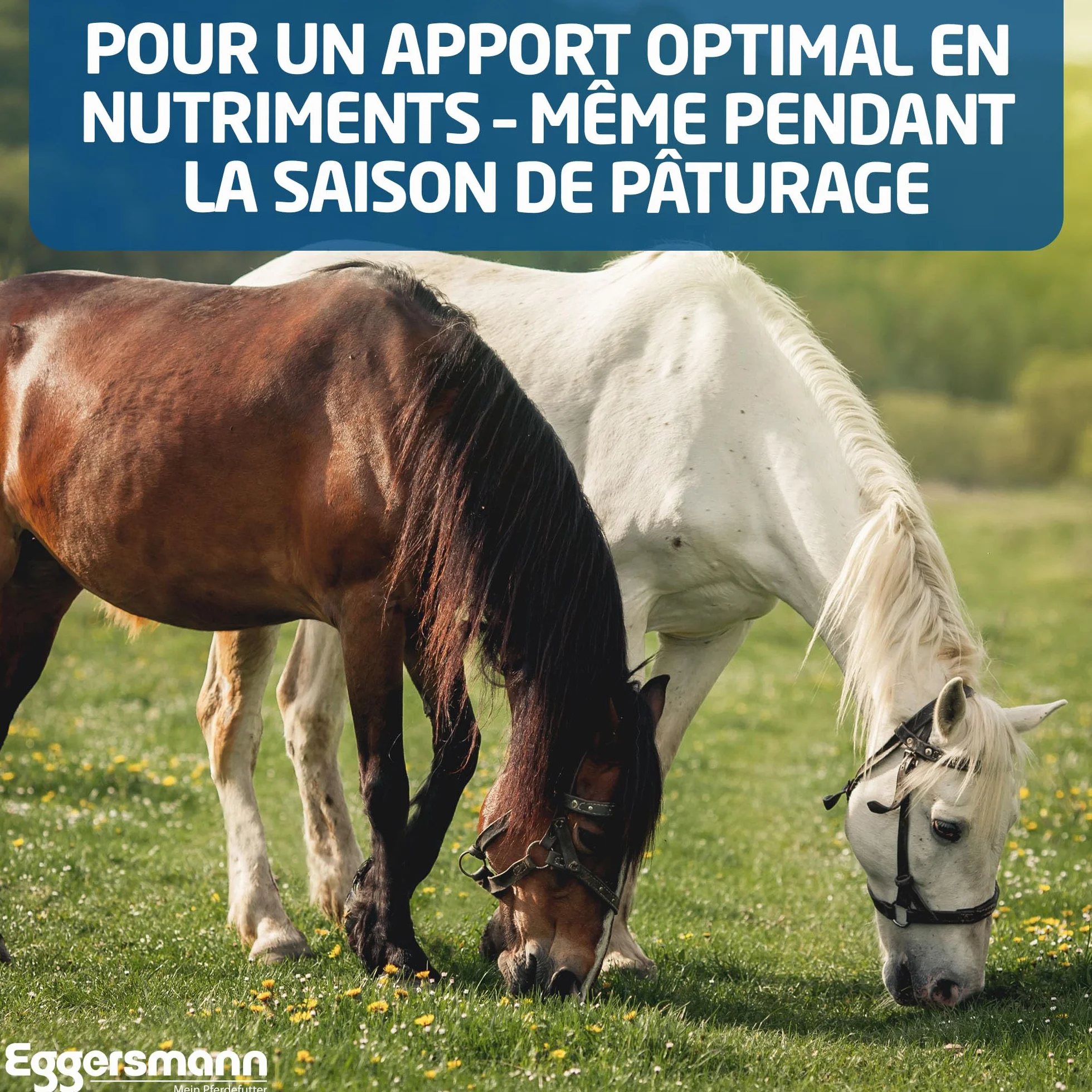 Eggersmann Briques enrichie aux minéraux pour cheval Ail 25 kg