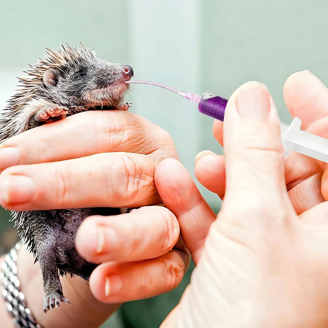 JEYORZY Sondes d'alimentation pour Oisillons, Seringue 10 ML, Bébé Oiseau, Tortue, Colombe Médicaments Liquides