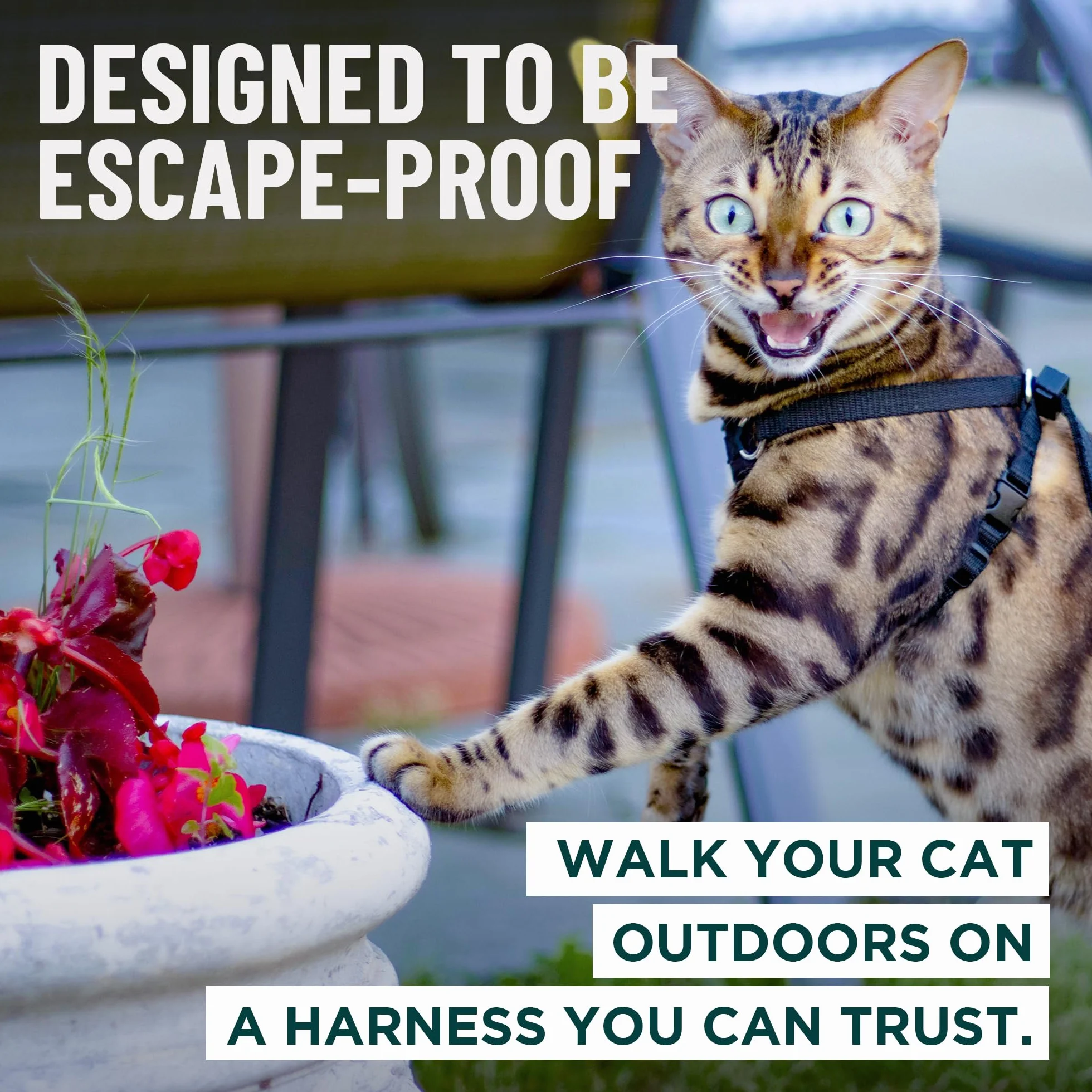 OutdoorBengal Houdini Harnais et Laisse pour Chaton résistant à l'évasion S