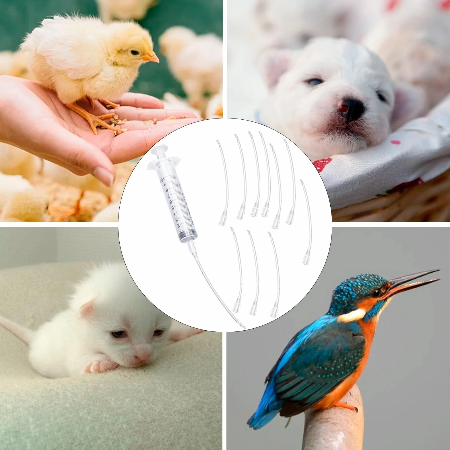 Seringue plastique avec tuyau 10 ml kit d'alimentation pour jeunes oiseaux pigeons perroquets