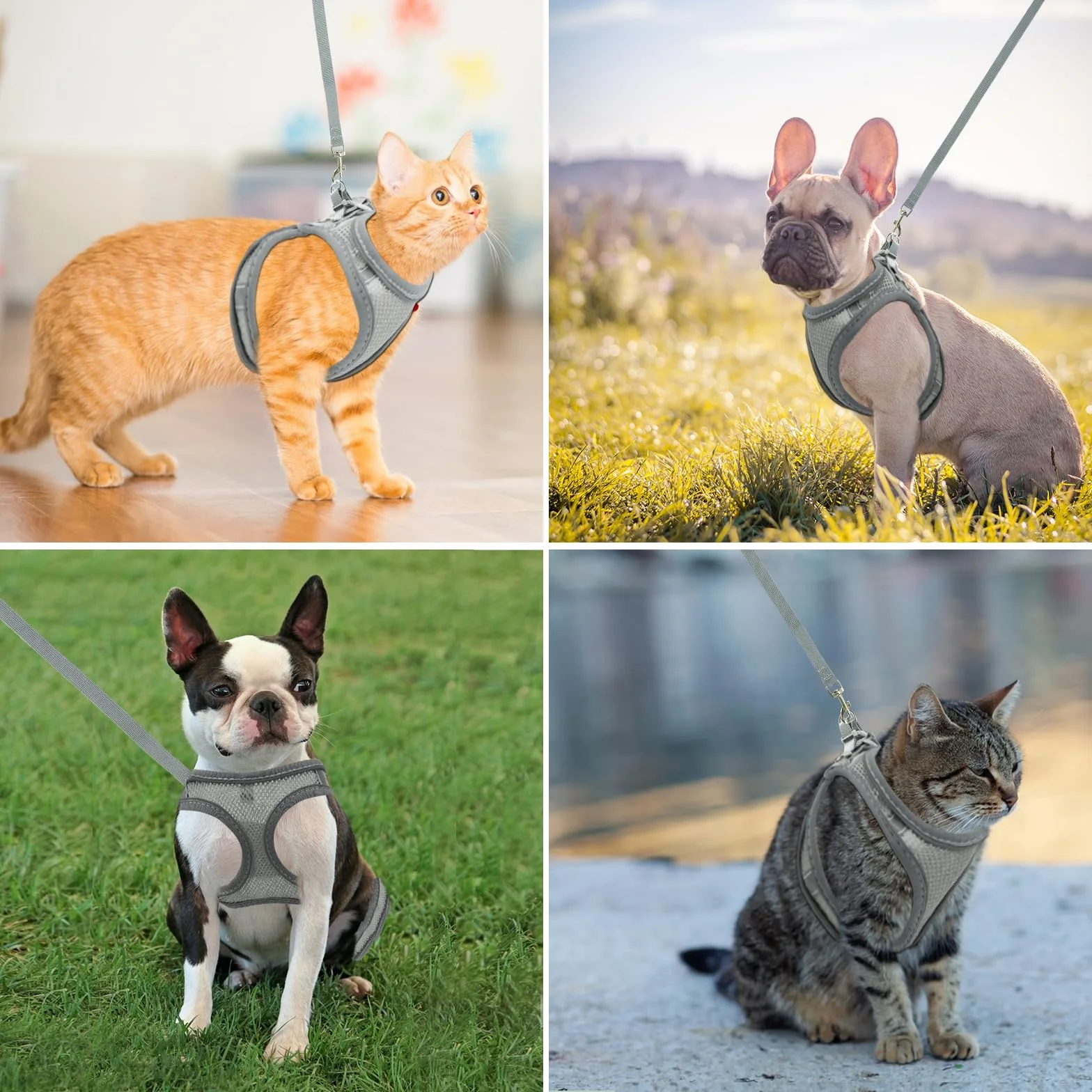 Harnais respirant pour chat gris réfléchissant réglable anti-éclatement avec laisse taille XS