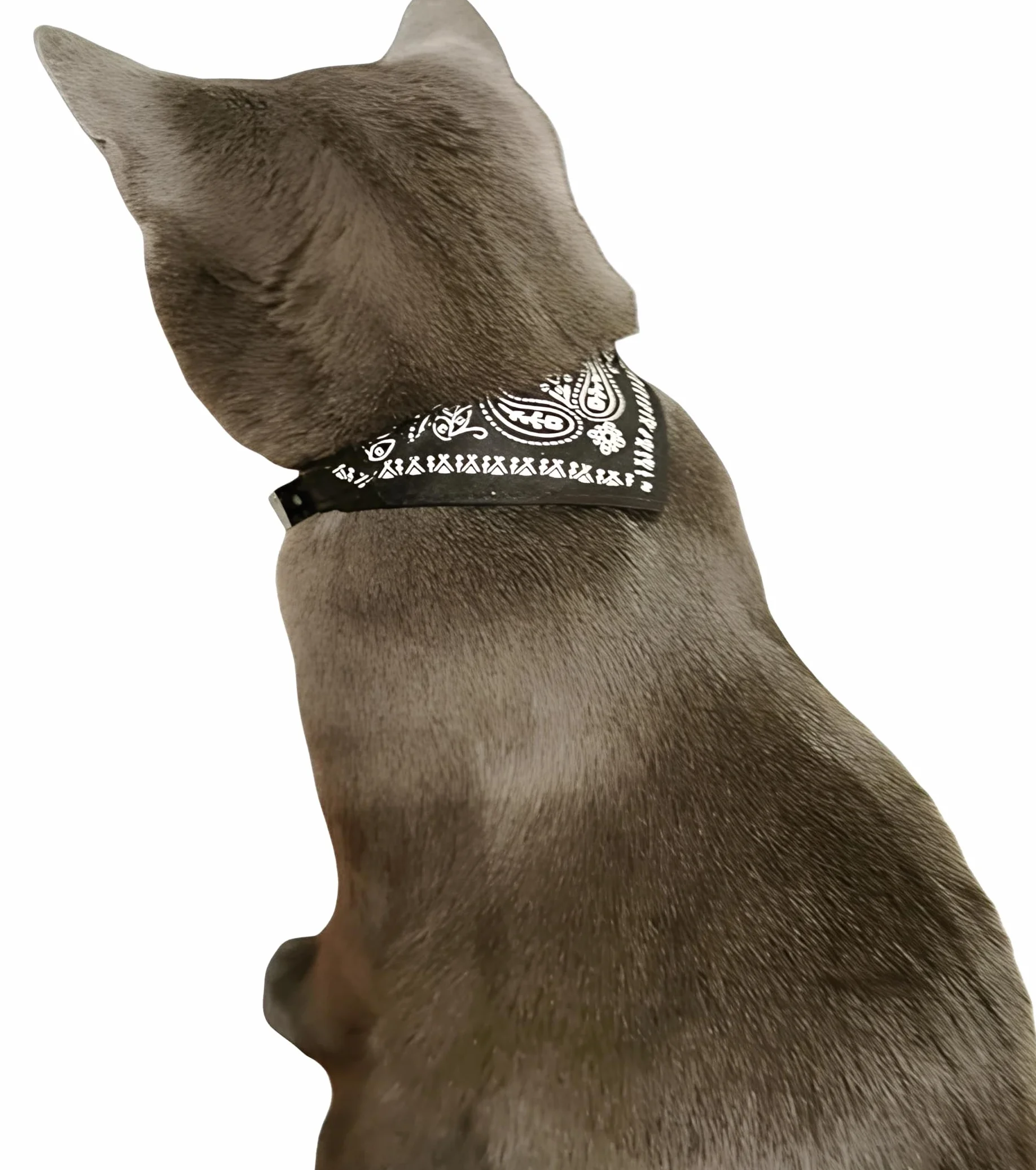 Collier réglable pour Chat 20-26 cm Noir Léger Confortable