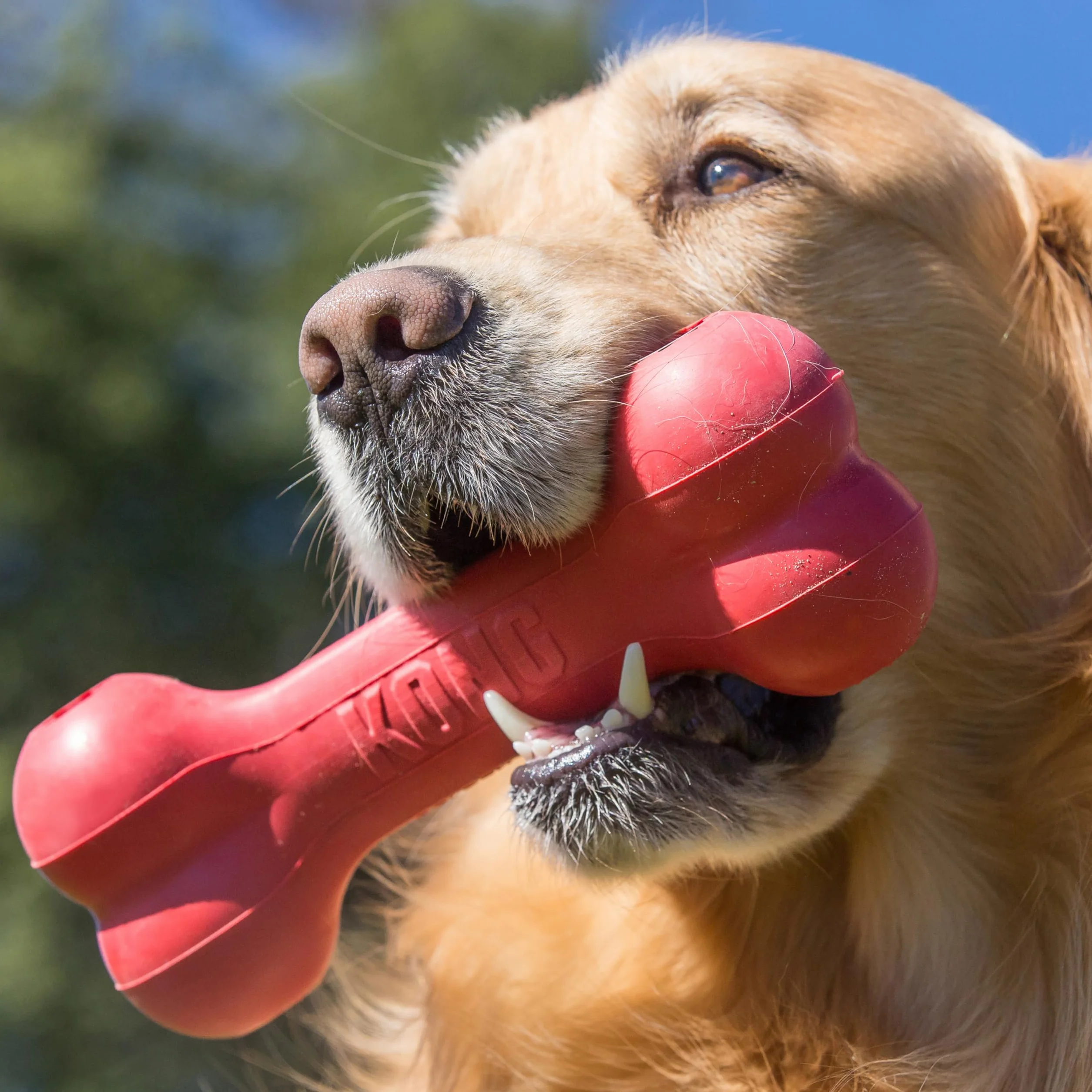 KONG Goodie Bone Os Classique en Caoutchouc Naturel Durable pour Chien - Rouge