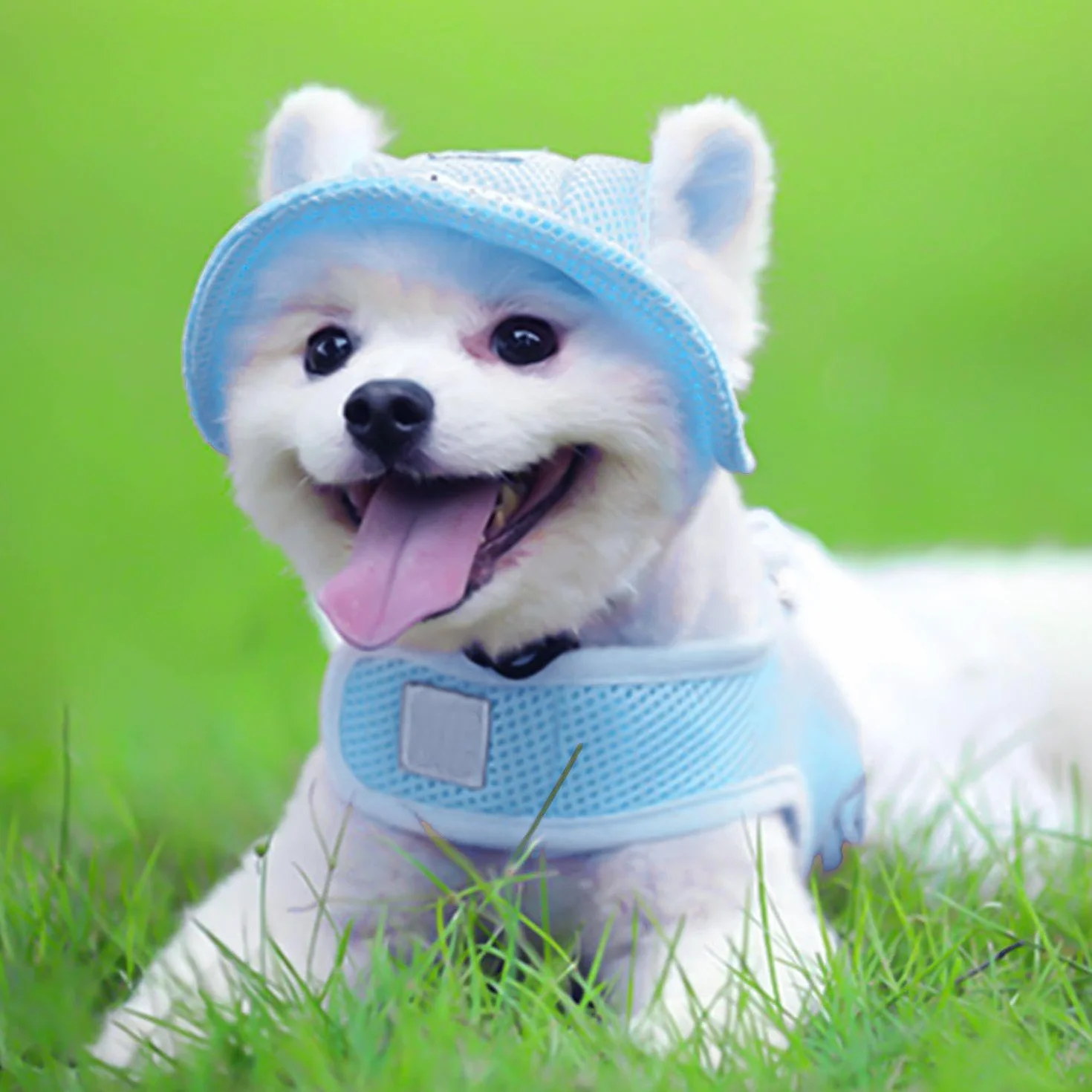 Chapeau De Soleil pour Chien Bleu, Parasol pour Chien, Jouet pour Animaux De Compagnie